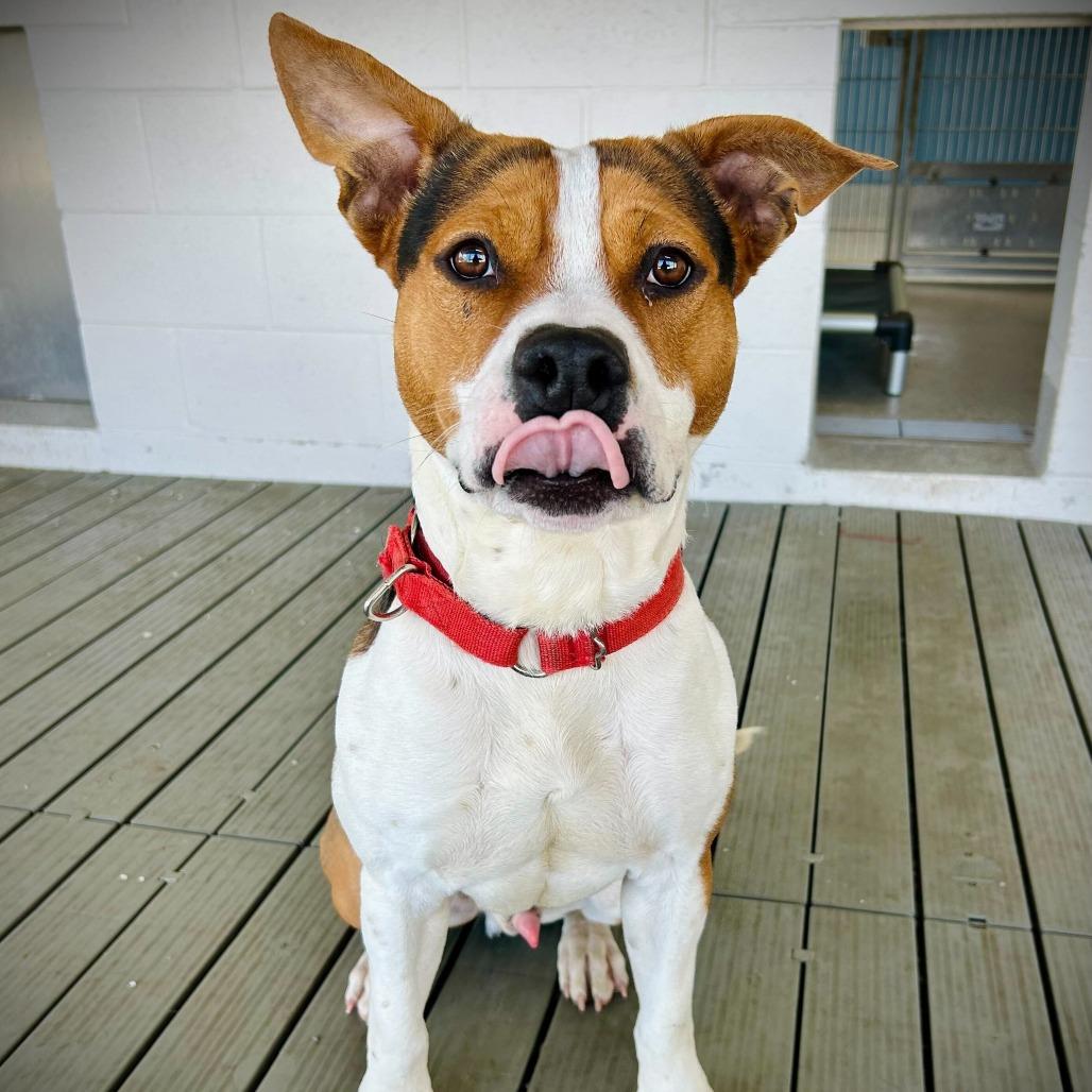 Enlarge Baki, a Adoptable mixed breed in Englewood, FL image 3/4