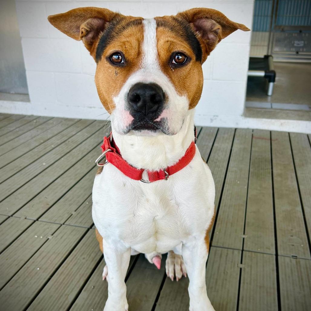 Enlarge Baki, a Adoptable mixed breed in Englewood, FL image 4/4