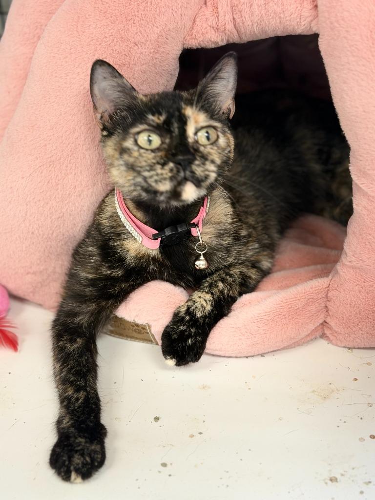 MINX, Adoptable, Young Female Domestic Short Hair.