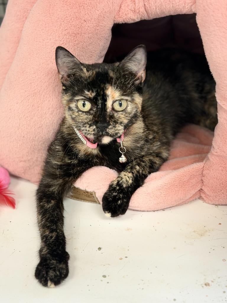 Enlarge MINX, a Adoptable mixed breed in Algona, IA image 2/3