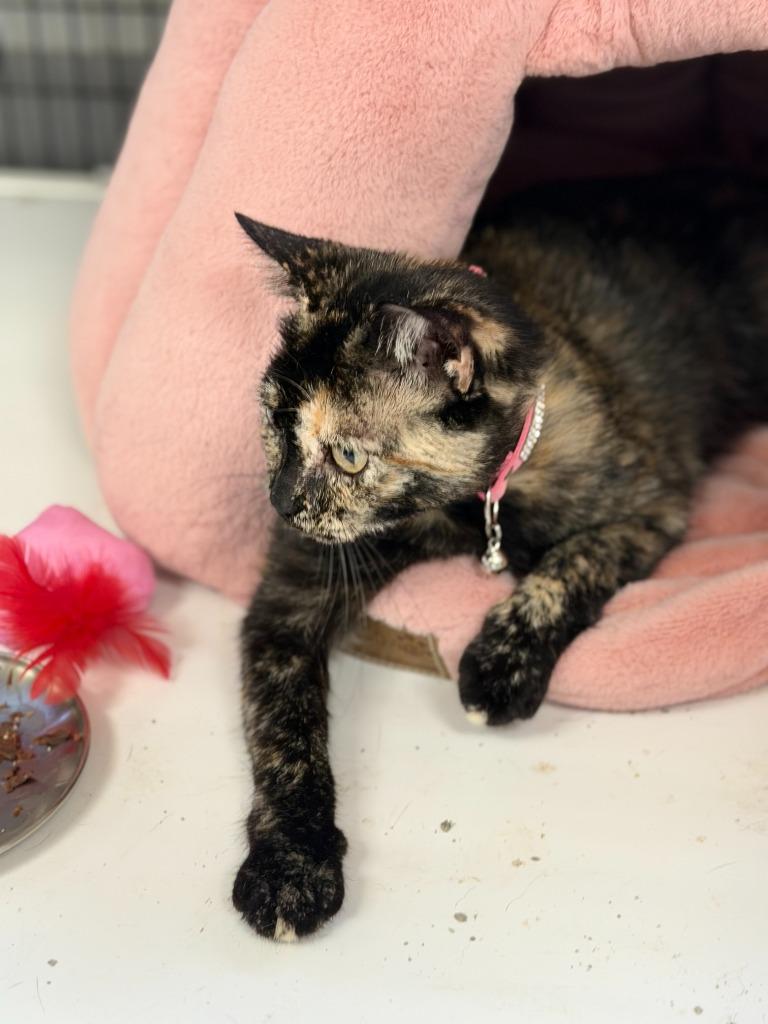 Enlarge MINX, a Adoptable mixed breed in Algona, IA image 3/3