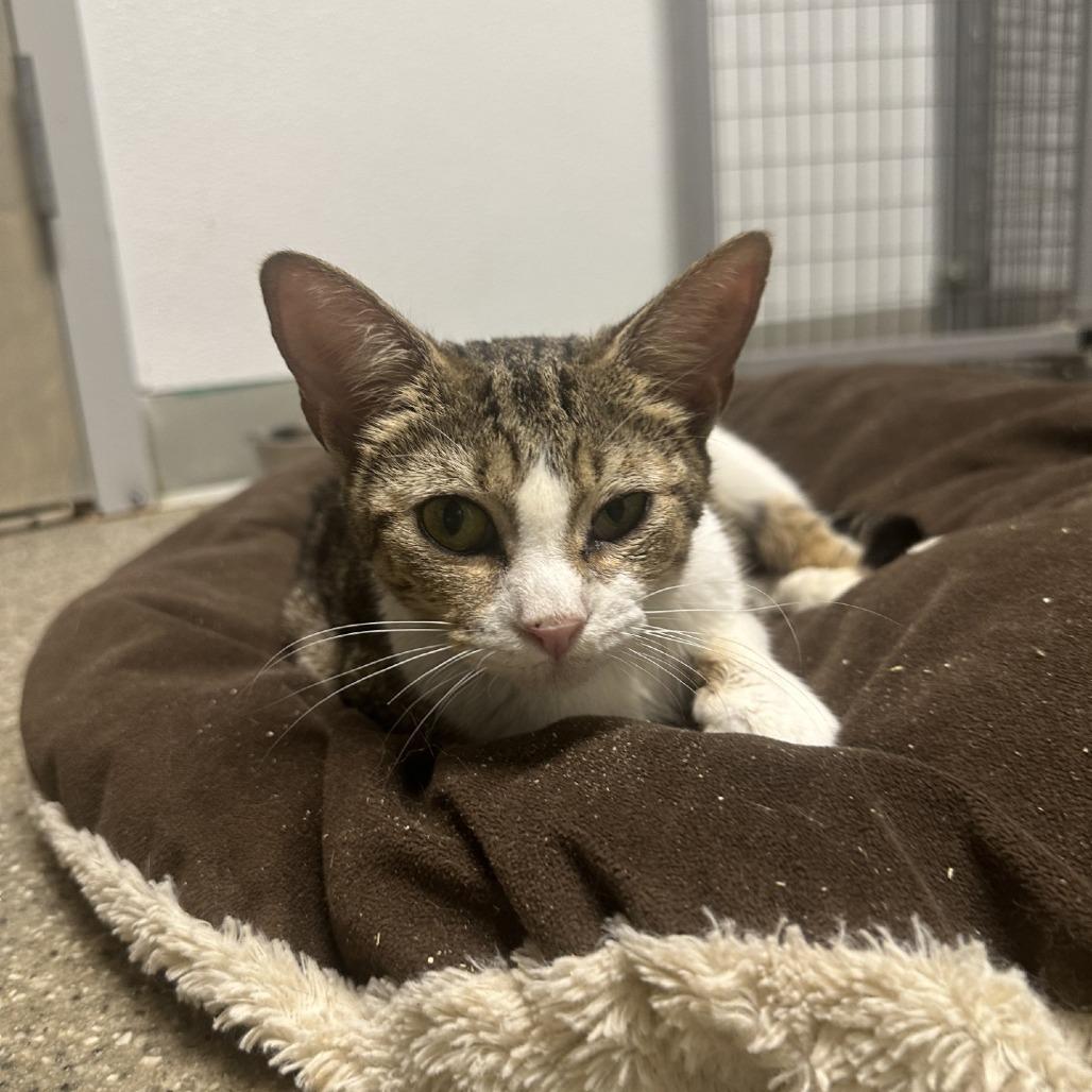 Enlarge Sunshine, a Adoptable Domestic Short Hair in Blue Ridge, GA image 1/4