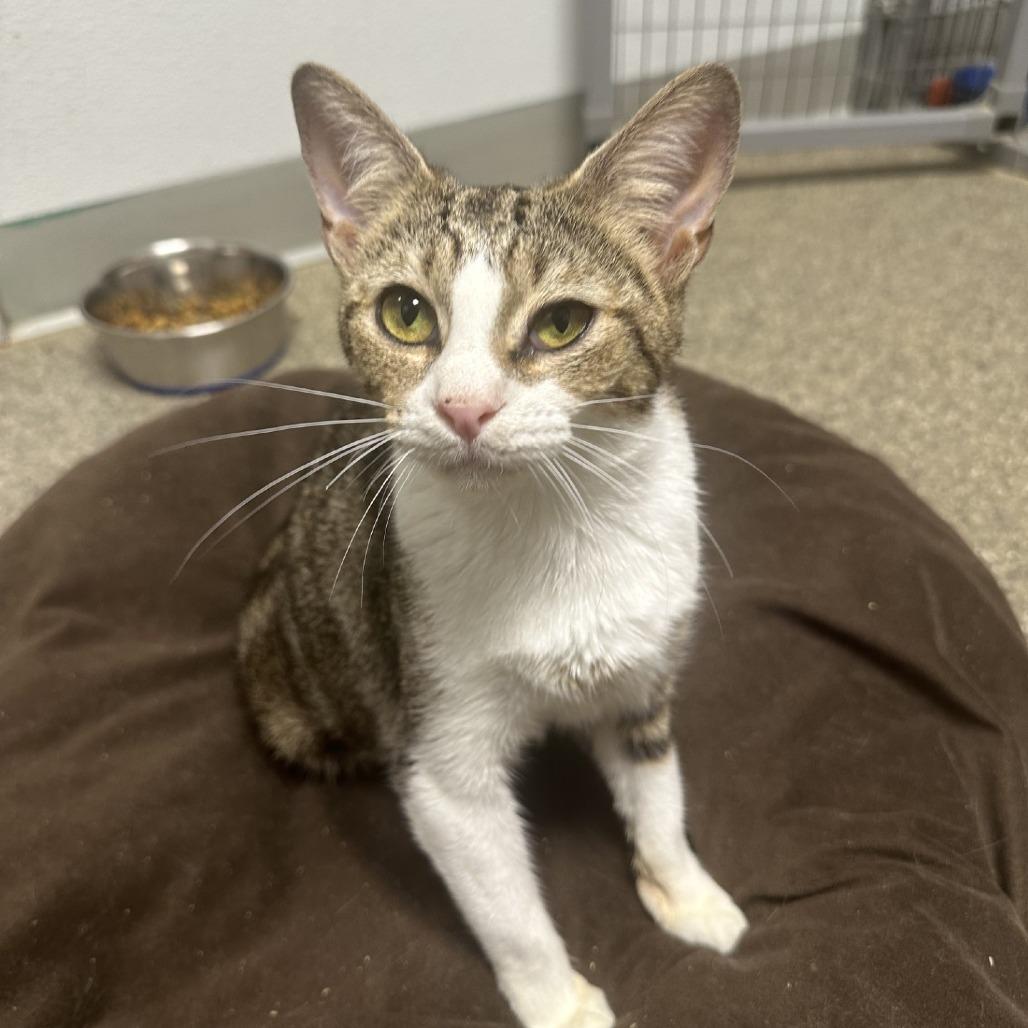 Enlarge Sunshine, a Adoptable Domestic Short Hair in Blue Ridge, GA image 2/4