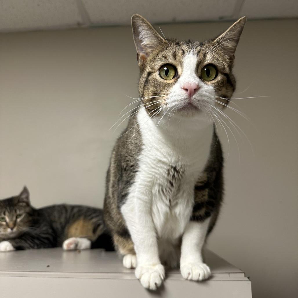 Enlarge Sunshine, a Adoptable Domestic Short Hair in Blue Ridge, GA image 3/4