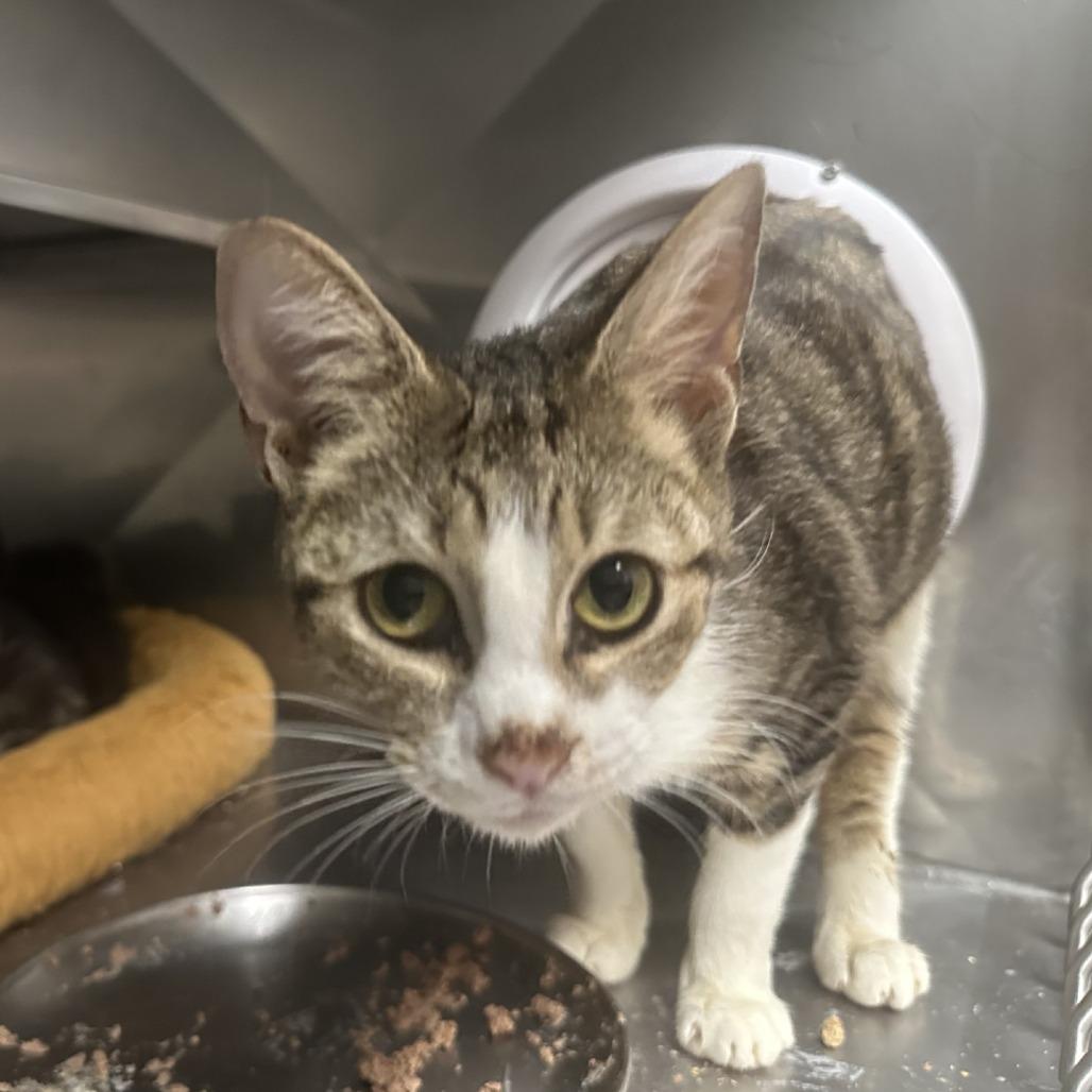 Enlarge Sunshine, a Adoptable Domestic Short Hair in Blue Ridge, GA image 4/4