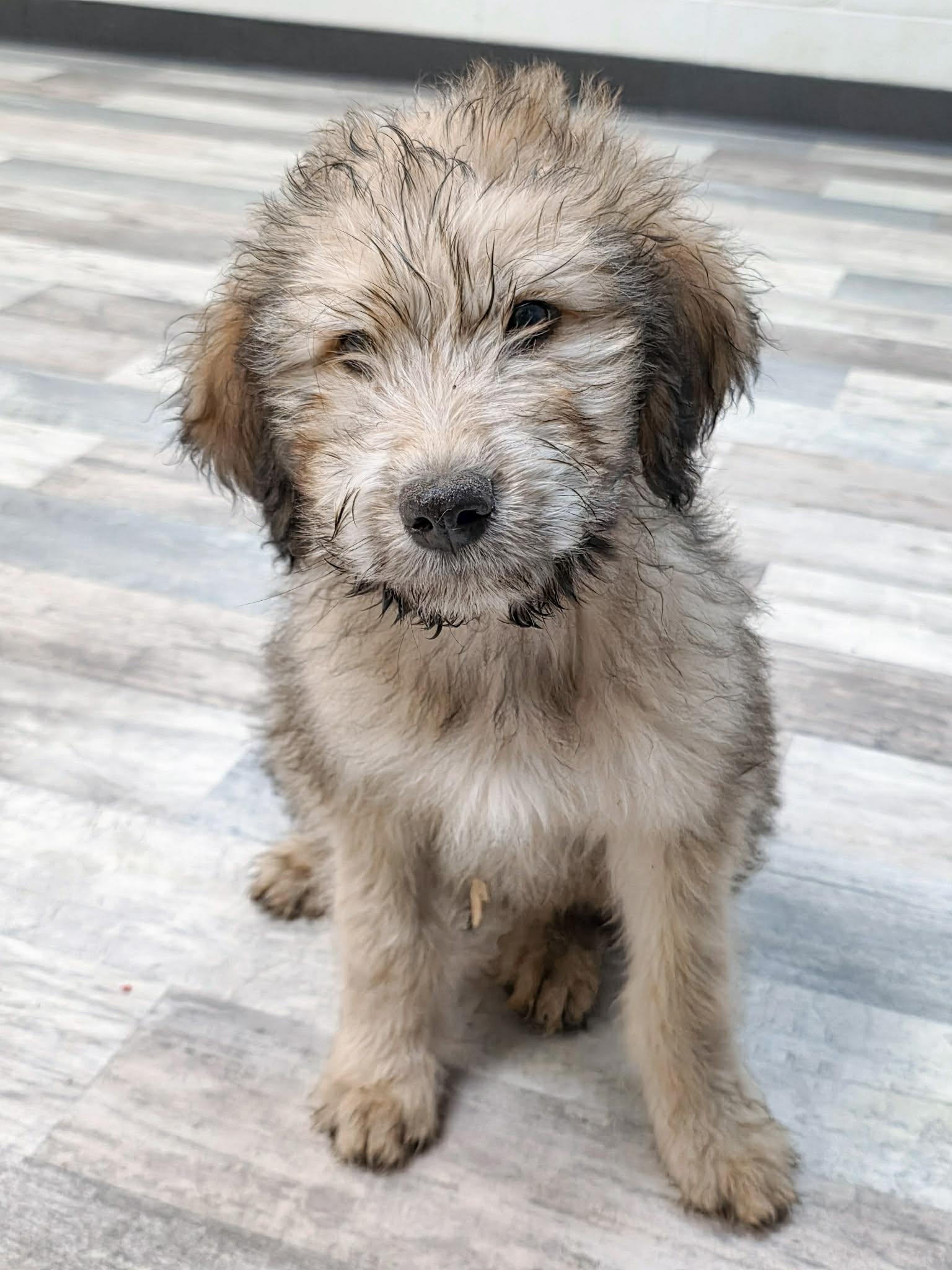Stuffing The Schnauzer Mix