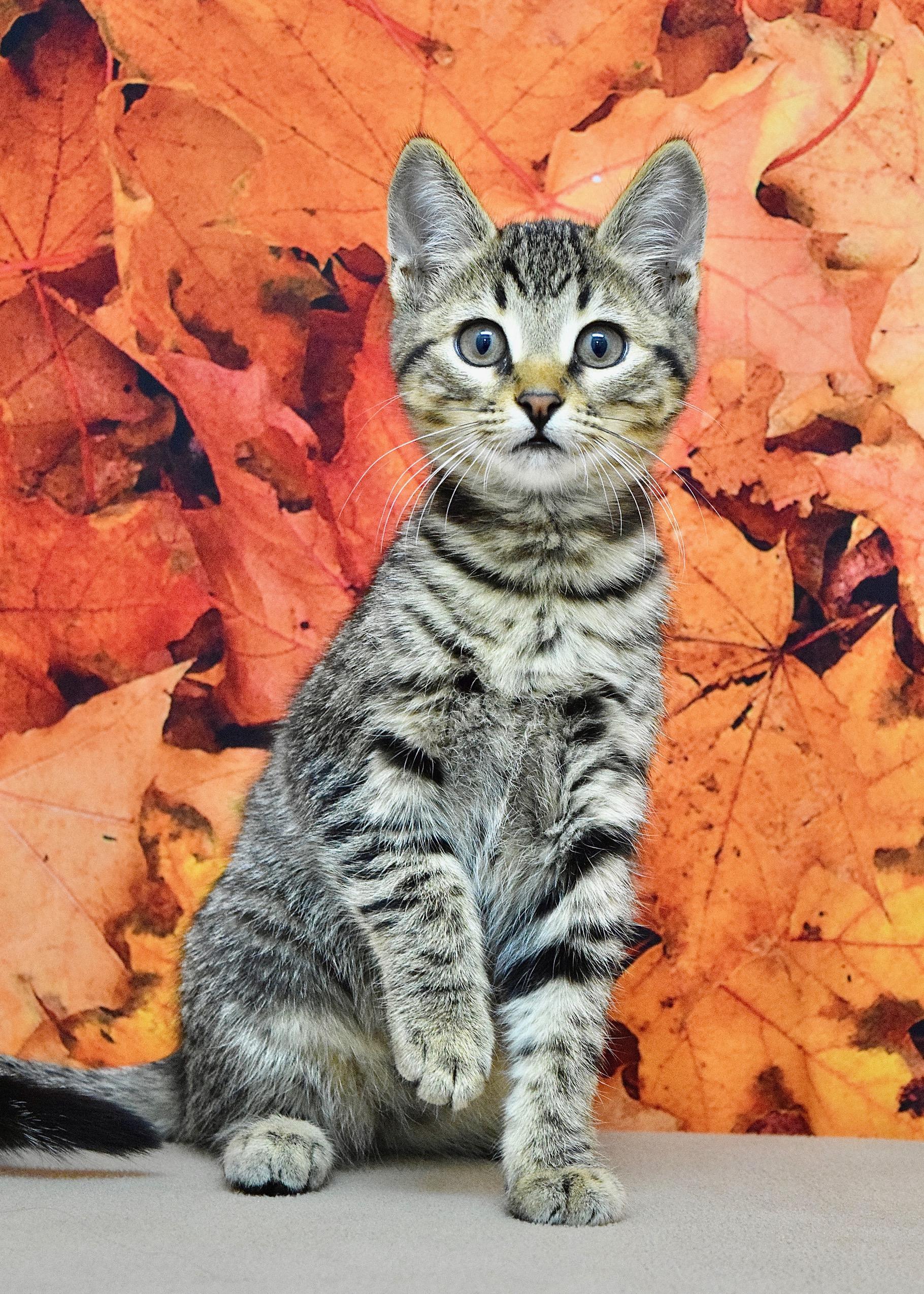 Dior, a Adoptable Domestic Short Hair in Dublin, CA image 2/2