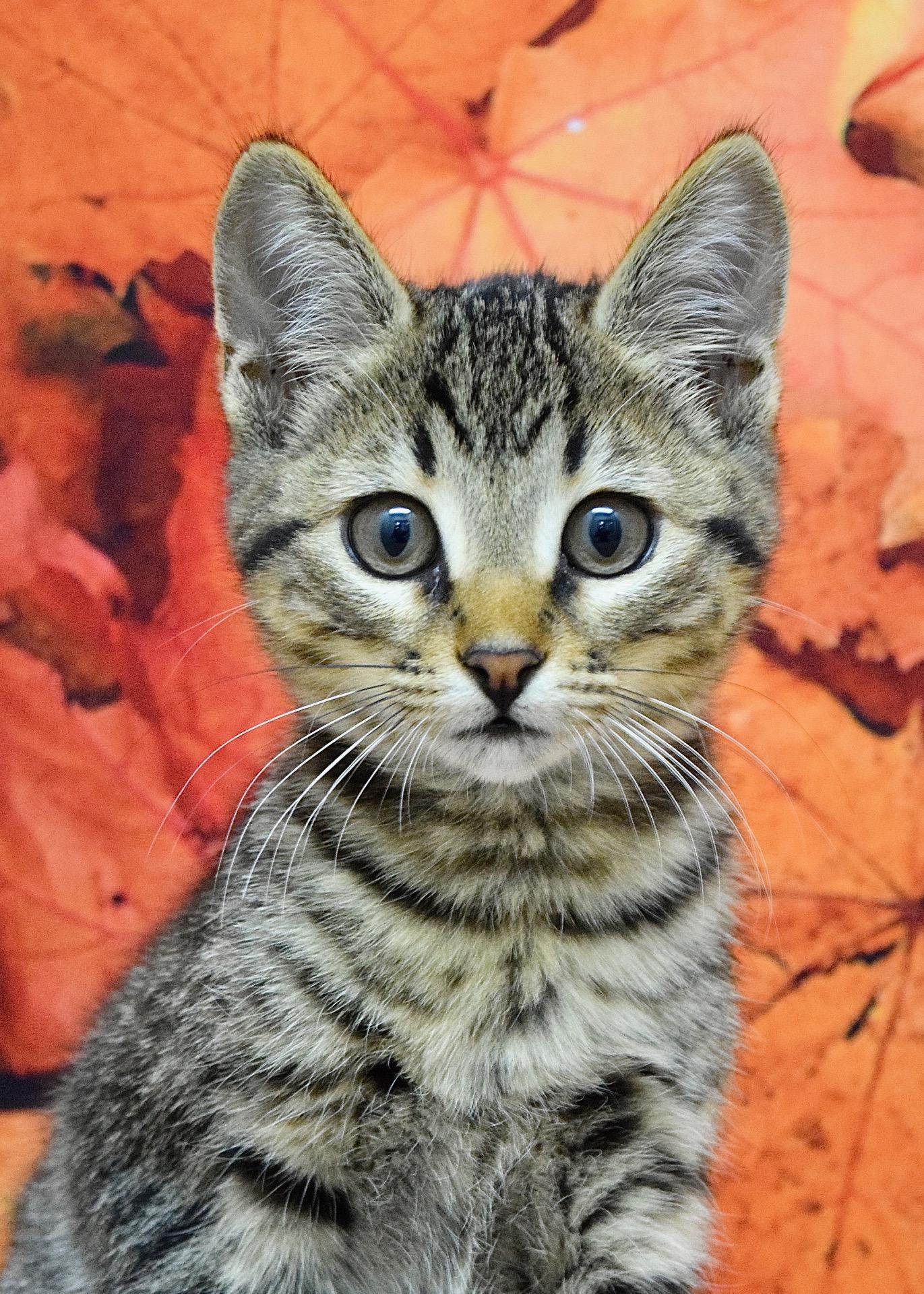 Dior, Adoptable, Kitten Female Domestic Short Hair.