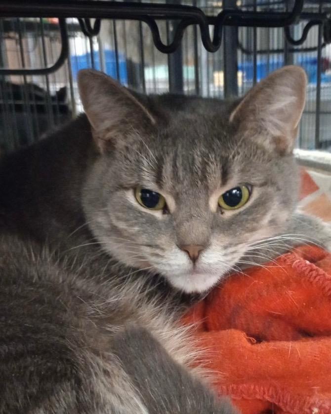 Gramma, Adoptable, Adult Female Domestic Short Hair.