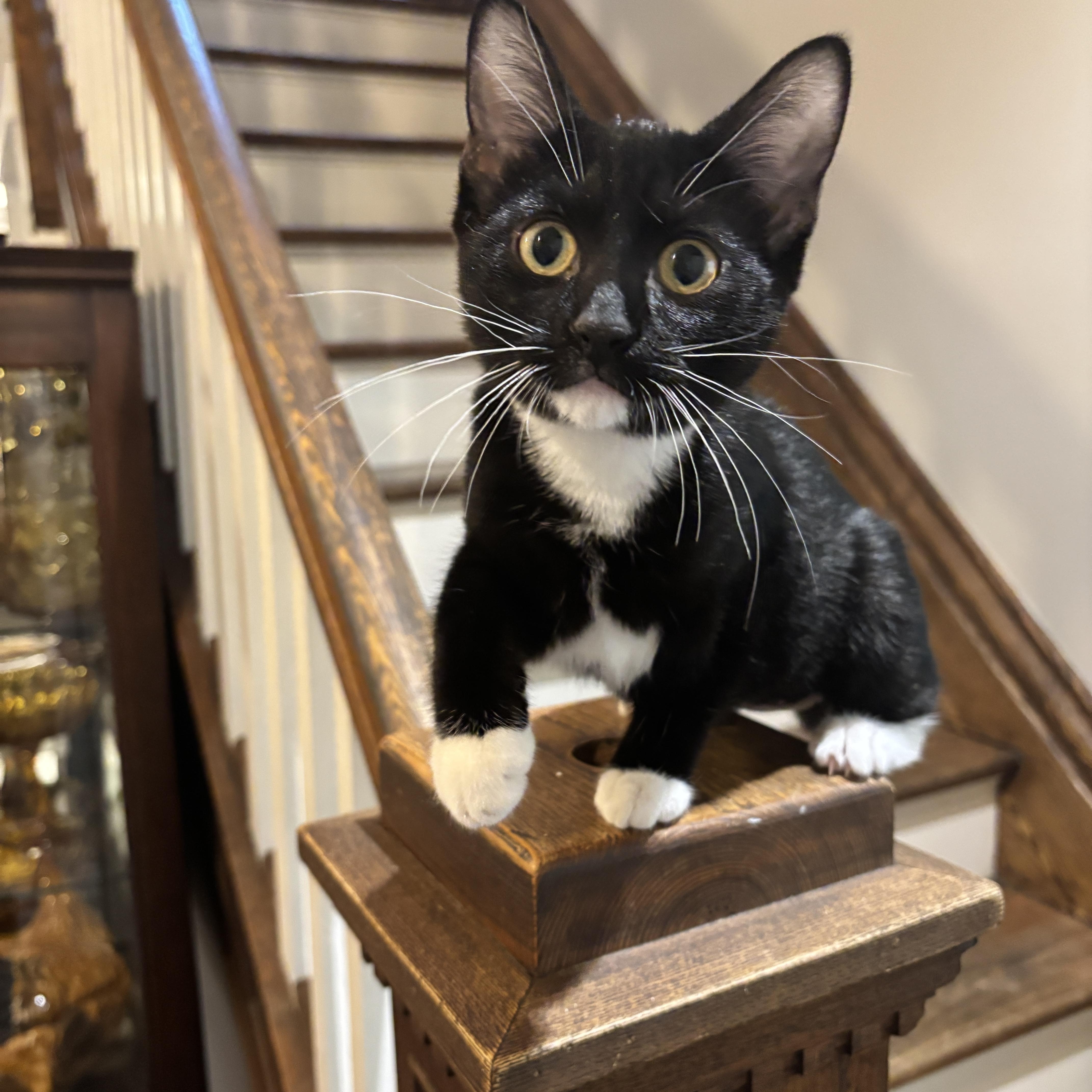 HARLOWE, ADOPTABLE, Kitten Female Tuxedo.