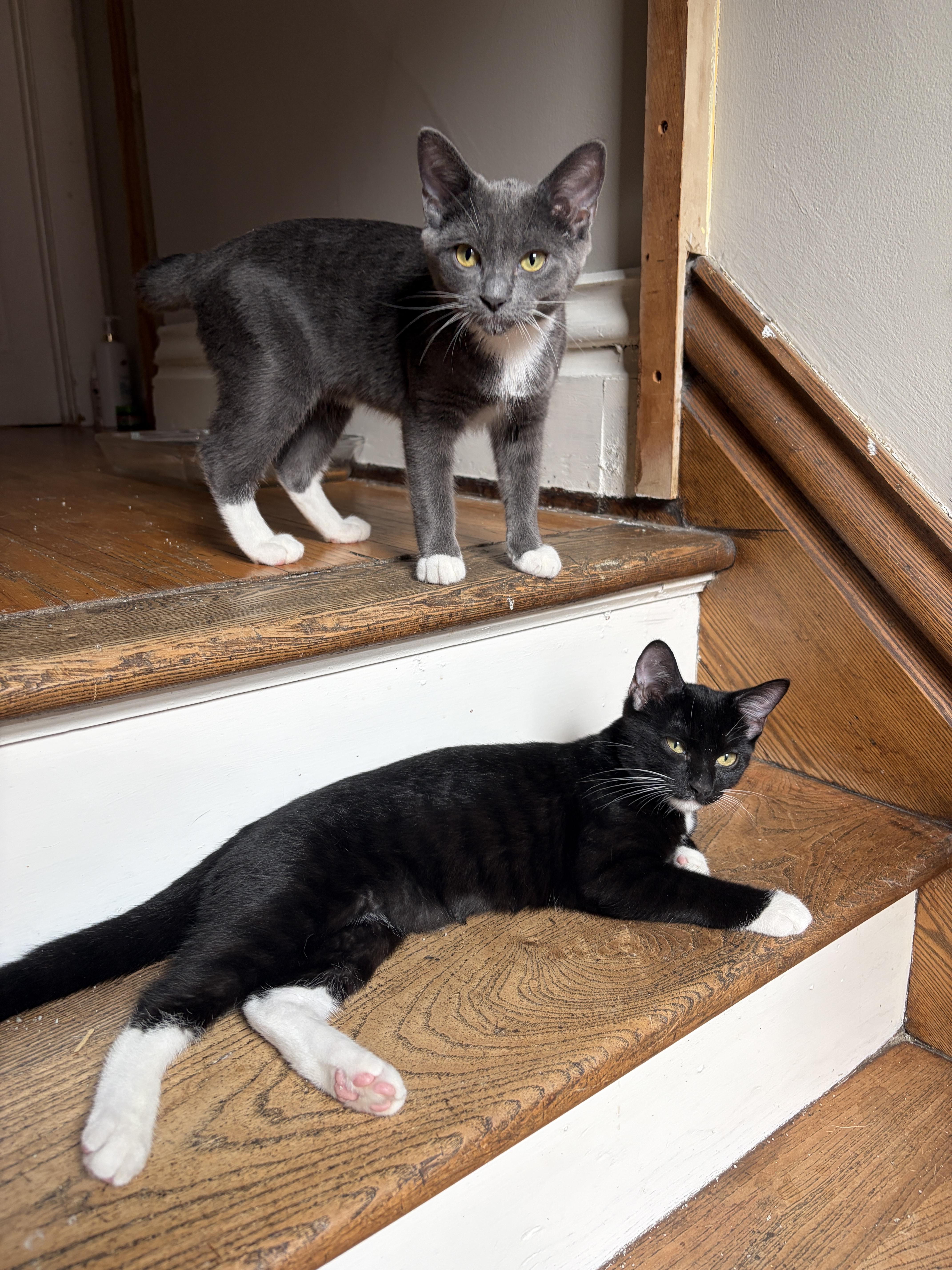 Enlarge HARLOWE, a ADOPTABLE Tuxedo in Shakespeare, ON image 6/6