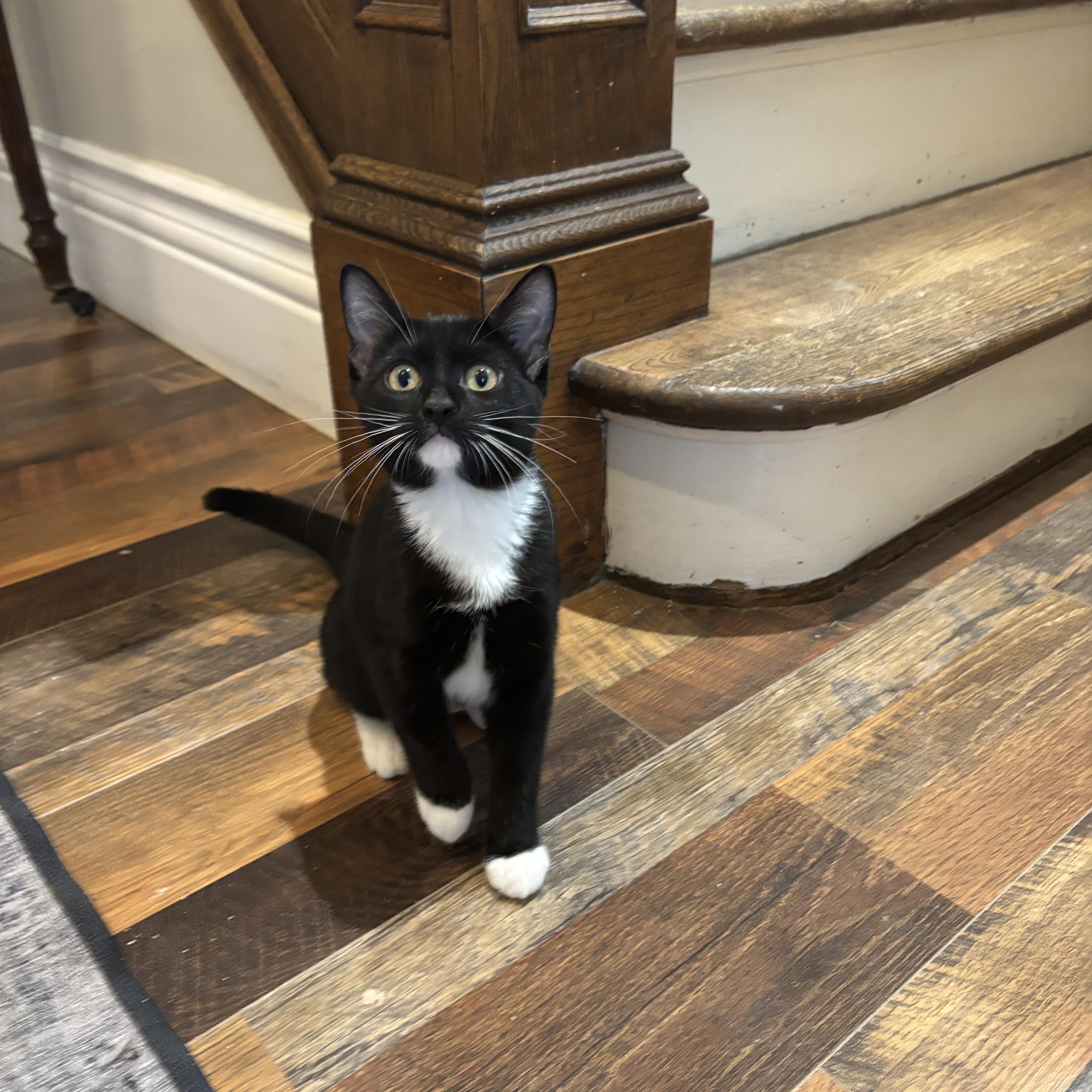 Enlarge HARLOWE, a ADOPTABLE Tuxedo in Shakespeare, ON image 3/6