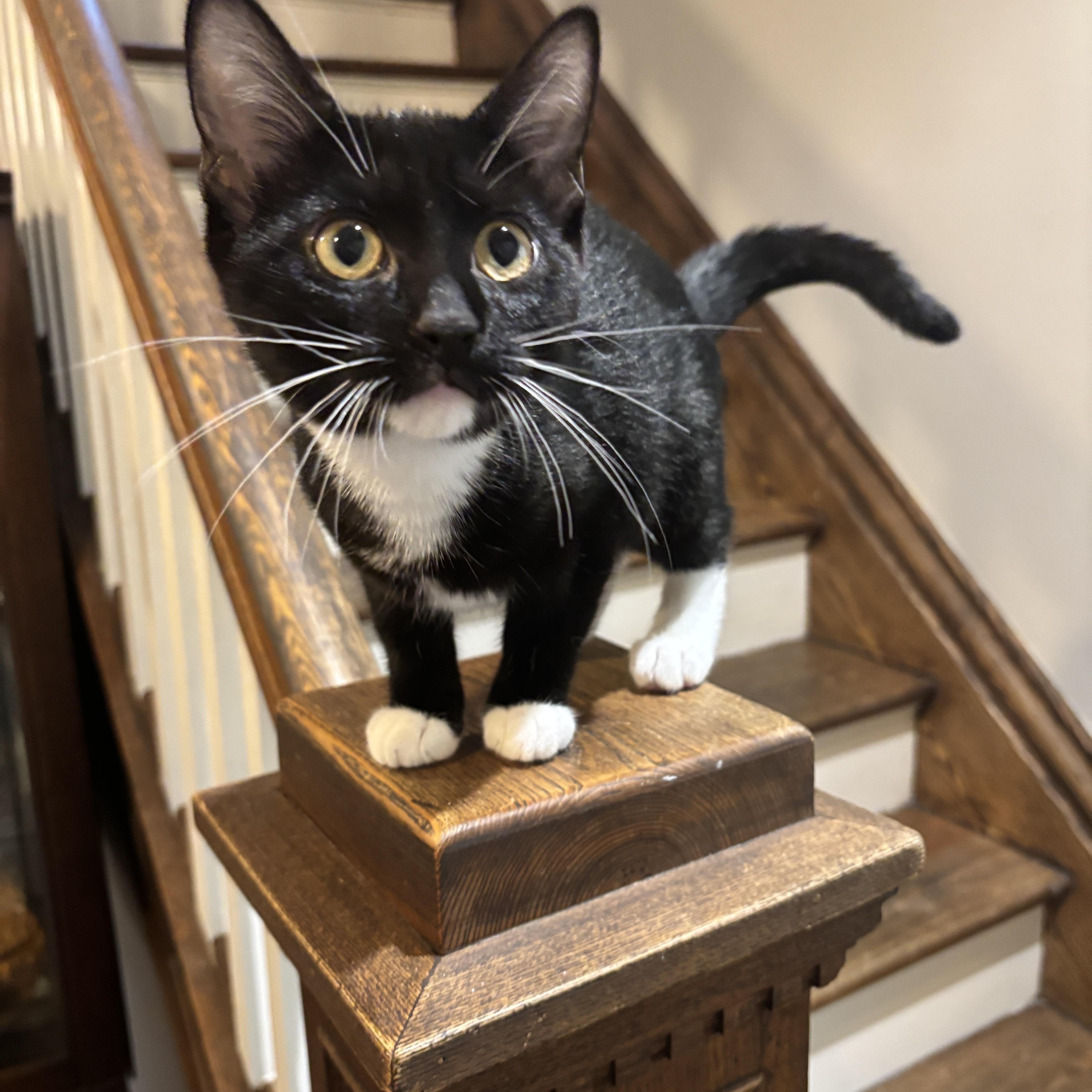 Enlarge HARLOWE, a ADOPTABLE Tuxedo in Shakespeare, ON image 5/6