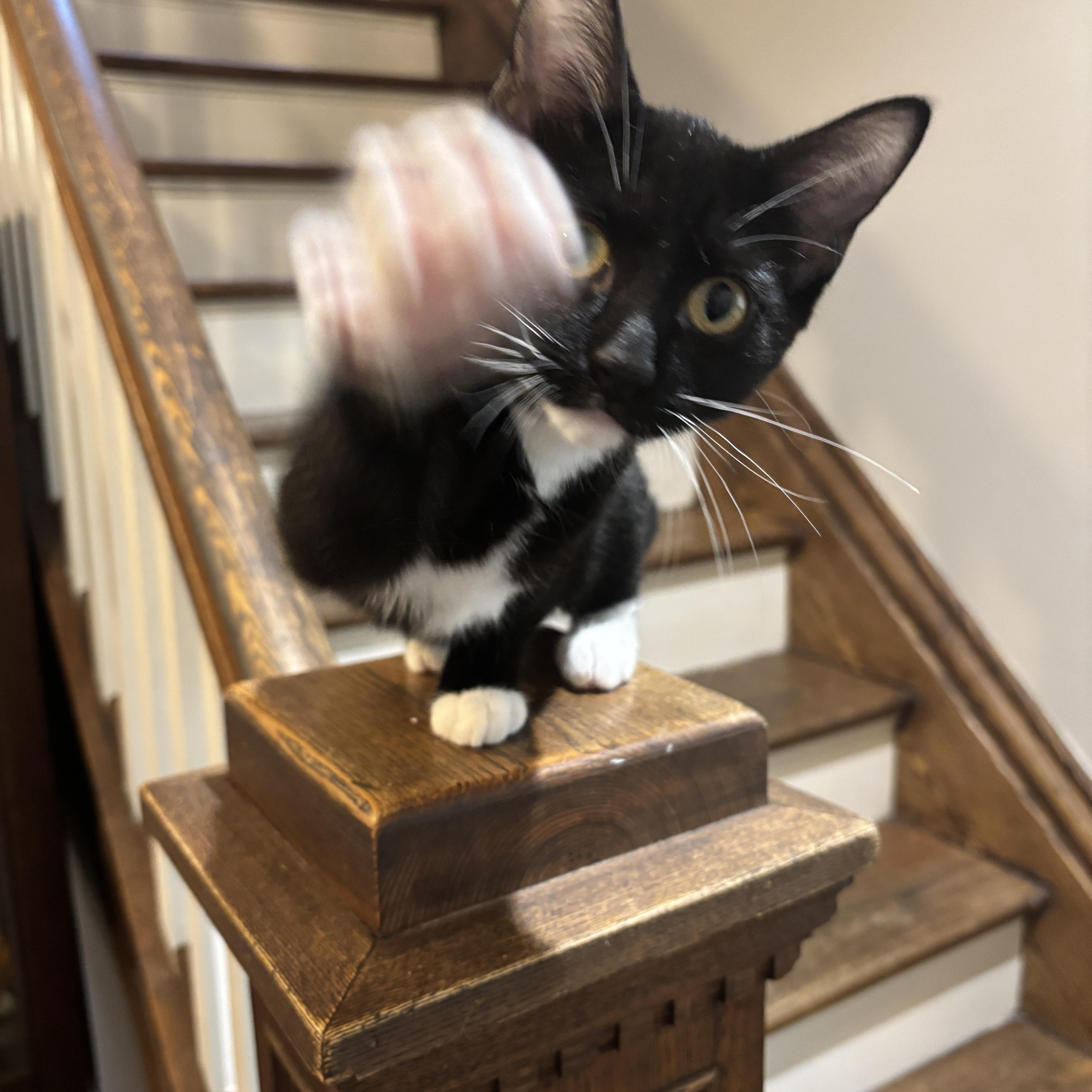 Enlarge HARLOWE, a ADOPTABLE Tuxedo in Shakespeare, ON image 2/6