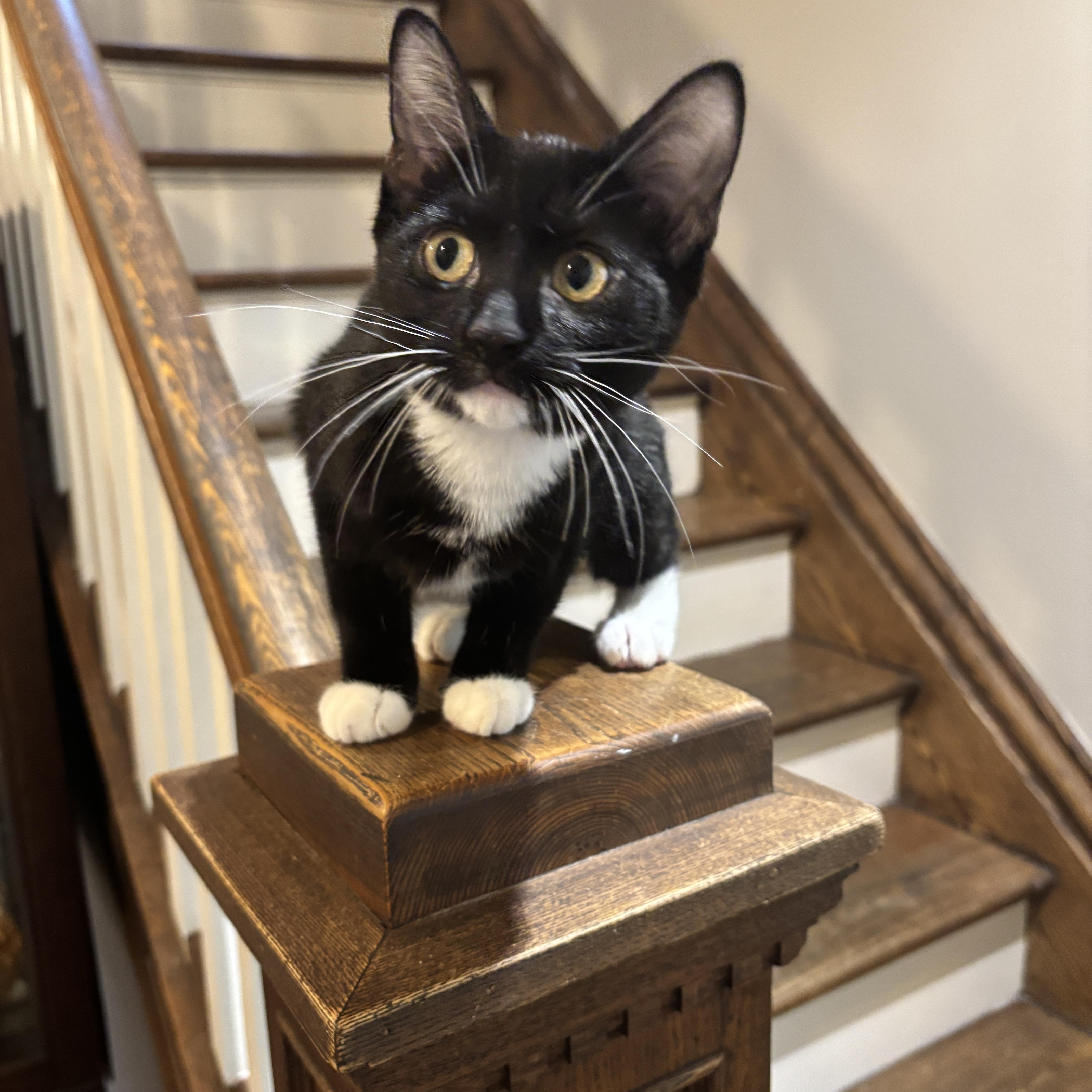 Enlarge HARLOWE, a ADOPTABLE Tuxedo in Shakespeare, ON image 4/6