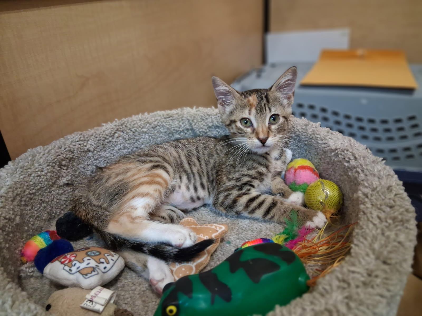 Sweetgum, Adopted, Kitten Female Domestic Short Hair.