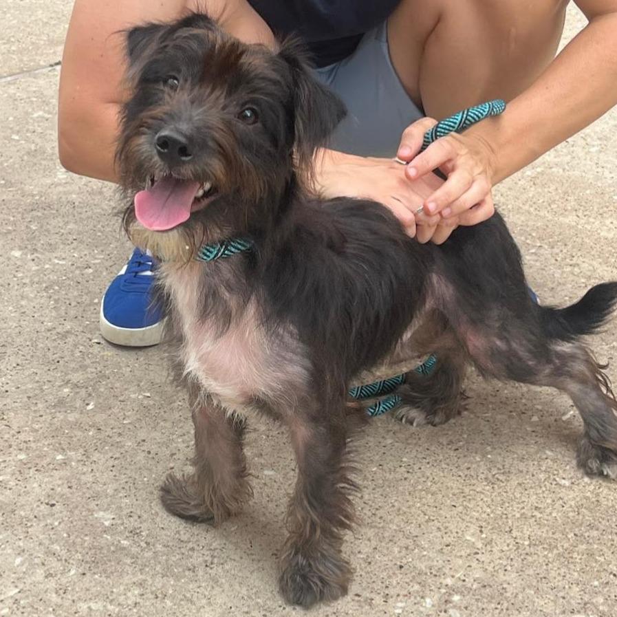 Enlarge Dougie, a Adoptable mixed breed in Houston, TX image 1/4