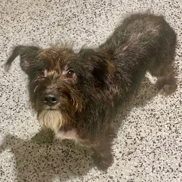 Dougie, Adoptable, Young Male Schnauzer & Terrier.