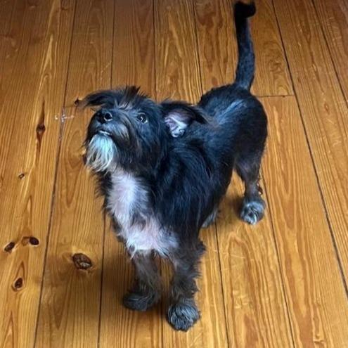 Dougie, a Adoptable mixed breed in Houston, TX image 2/4