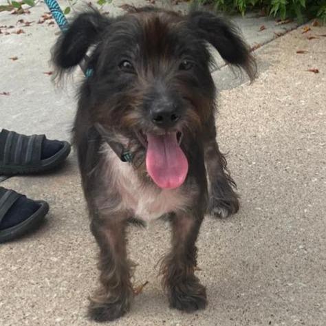 Enlarge Dougie, a Adoptable mixed breed in Houston, TX image 3/4