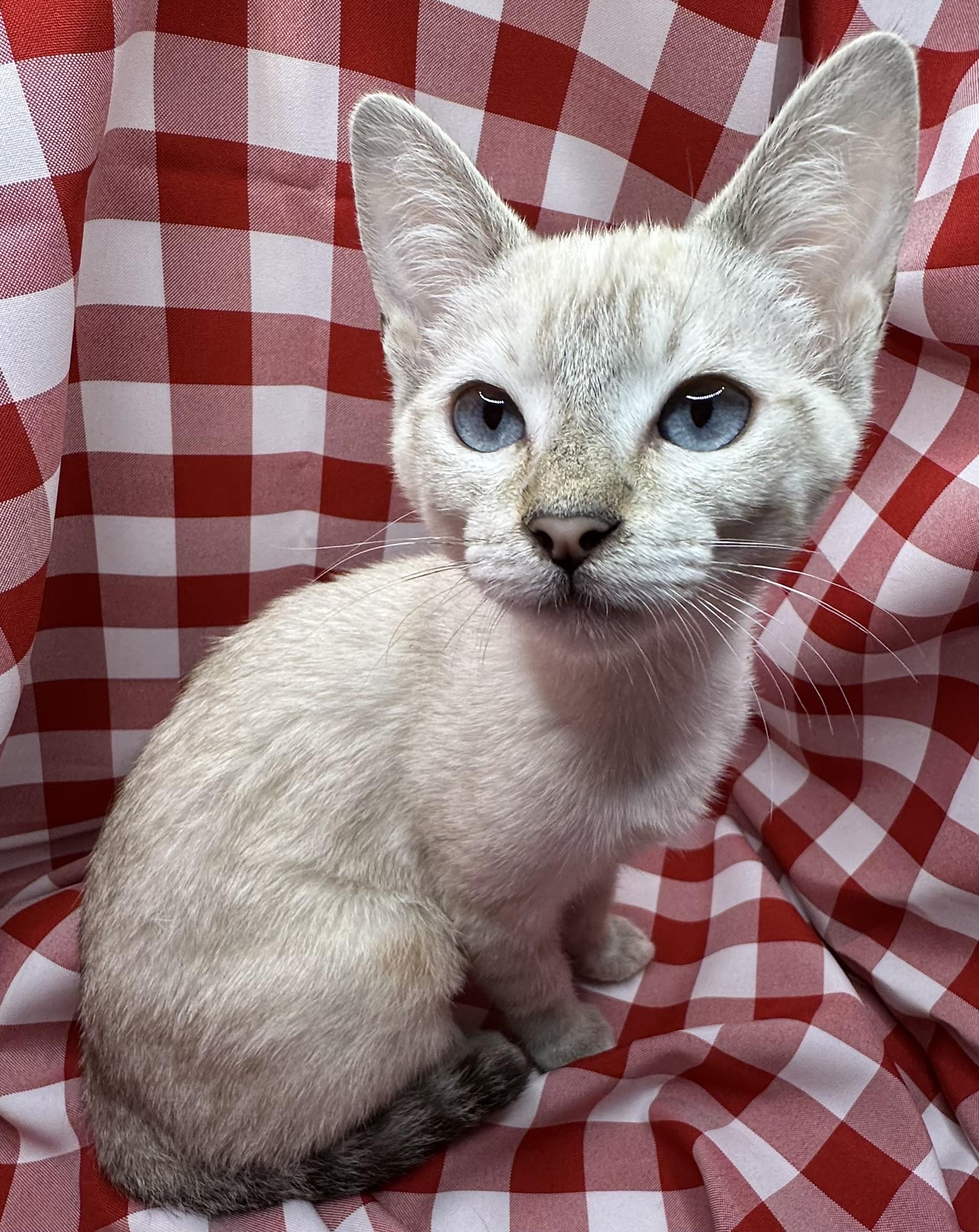 Ya Jean, Adoptable, Kitten Female Siamese.