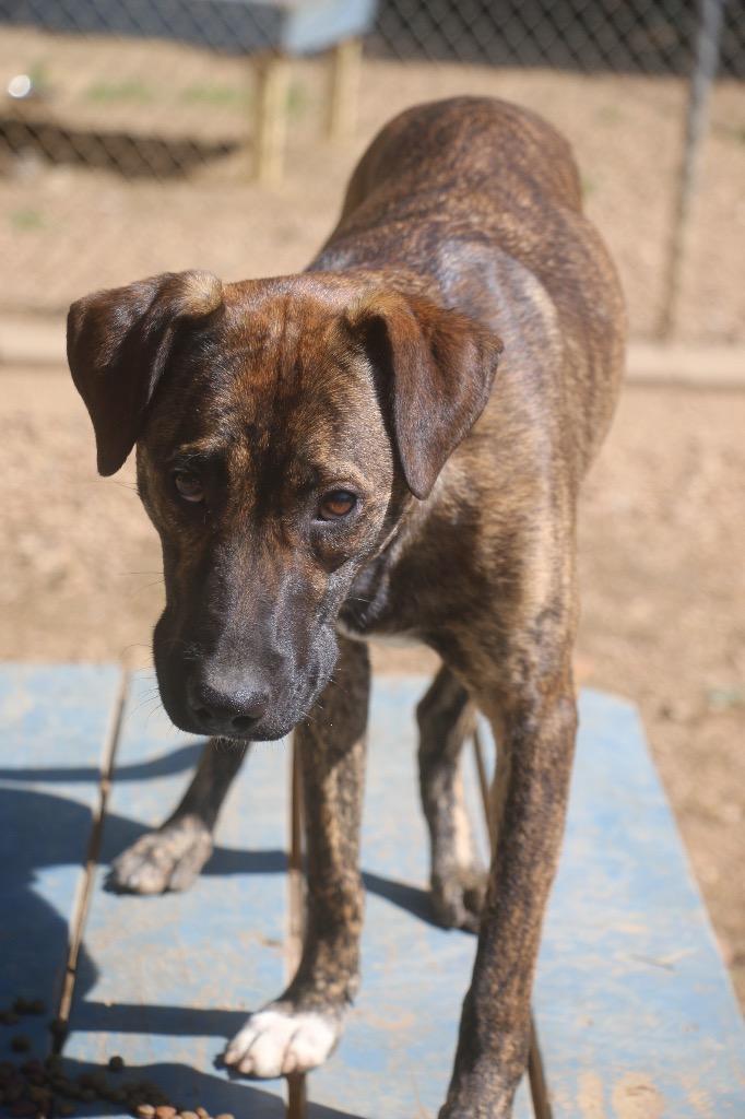 Enlarge Alfalfa 26, a Adoptable mixed breed in Brookhaven, MS image 1/3