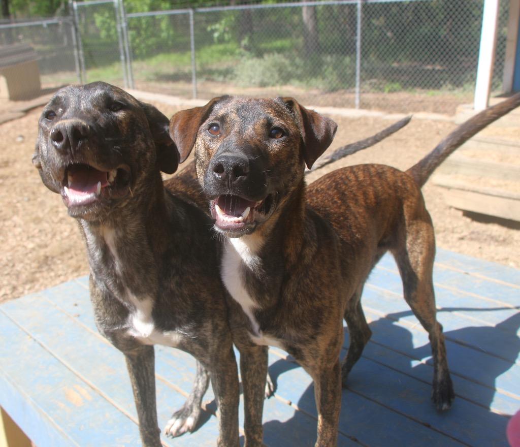 Enlarge Alfalfa 26, a Adoptable mixed breed in Brookhaven, MS image 3/3