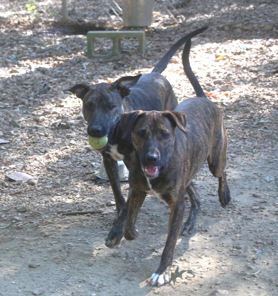Alfalfa 26, a Adoptable mixed breed in Brookhaven, MS image 3/4