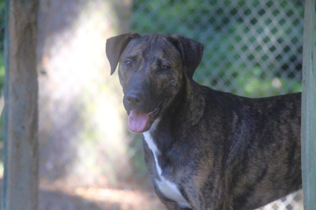 Alfalfa 26, a Adoptable mixed breed in Brookhaven, MS image 4/4