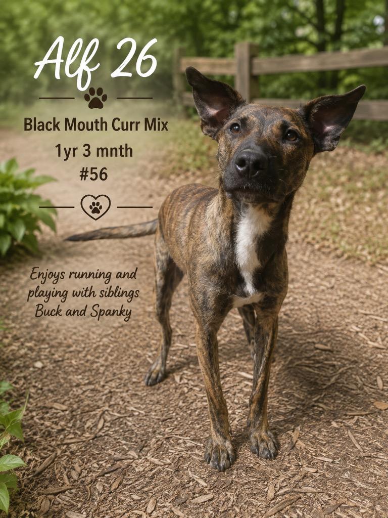 Enlarge Alf 26, a Adoptable mixed breed in Brookhaven, MS image 5/5