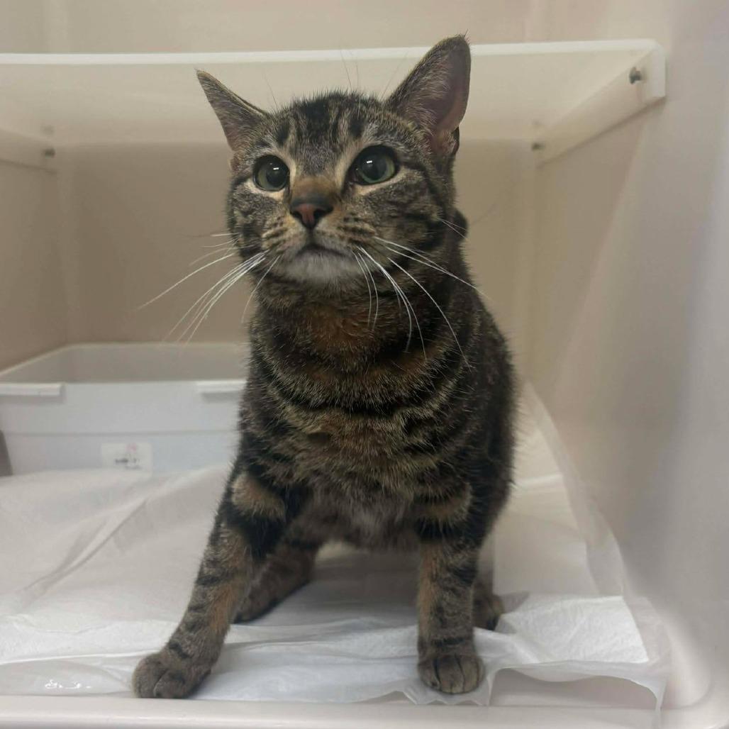 Enlarge Minnie, a Adoptable Domestic Short Hair in Rocky Mount, VA image 1/1