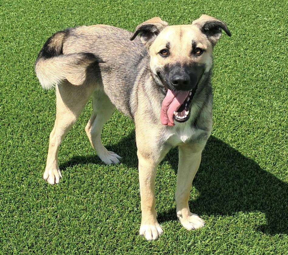 Bronte, ADOPTABLE, Young Female Shepherd & Mixed Breed.