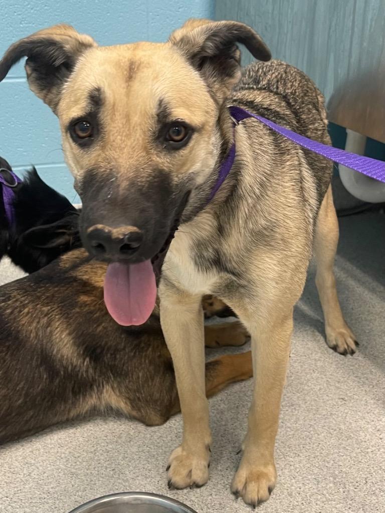 Enlarge Bronte, a ADOPTABLE mixed breed in Frankfort, KY image 2/2