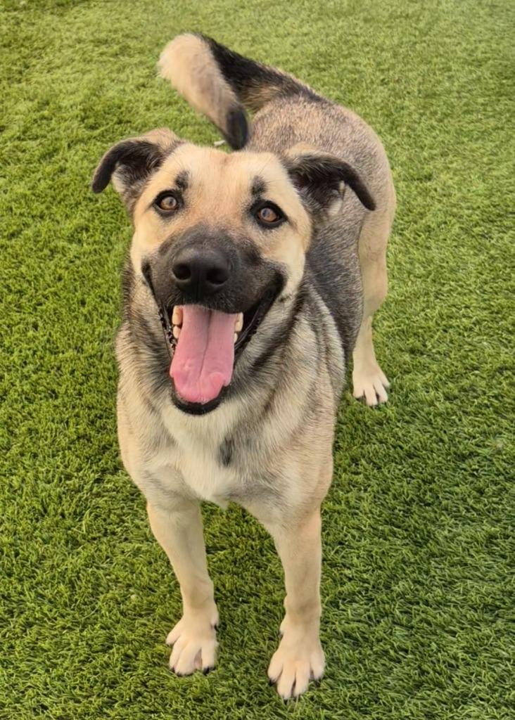 Bronte, Adoptable, Young Female Shepherd & Mixed Breed.