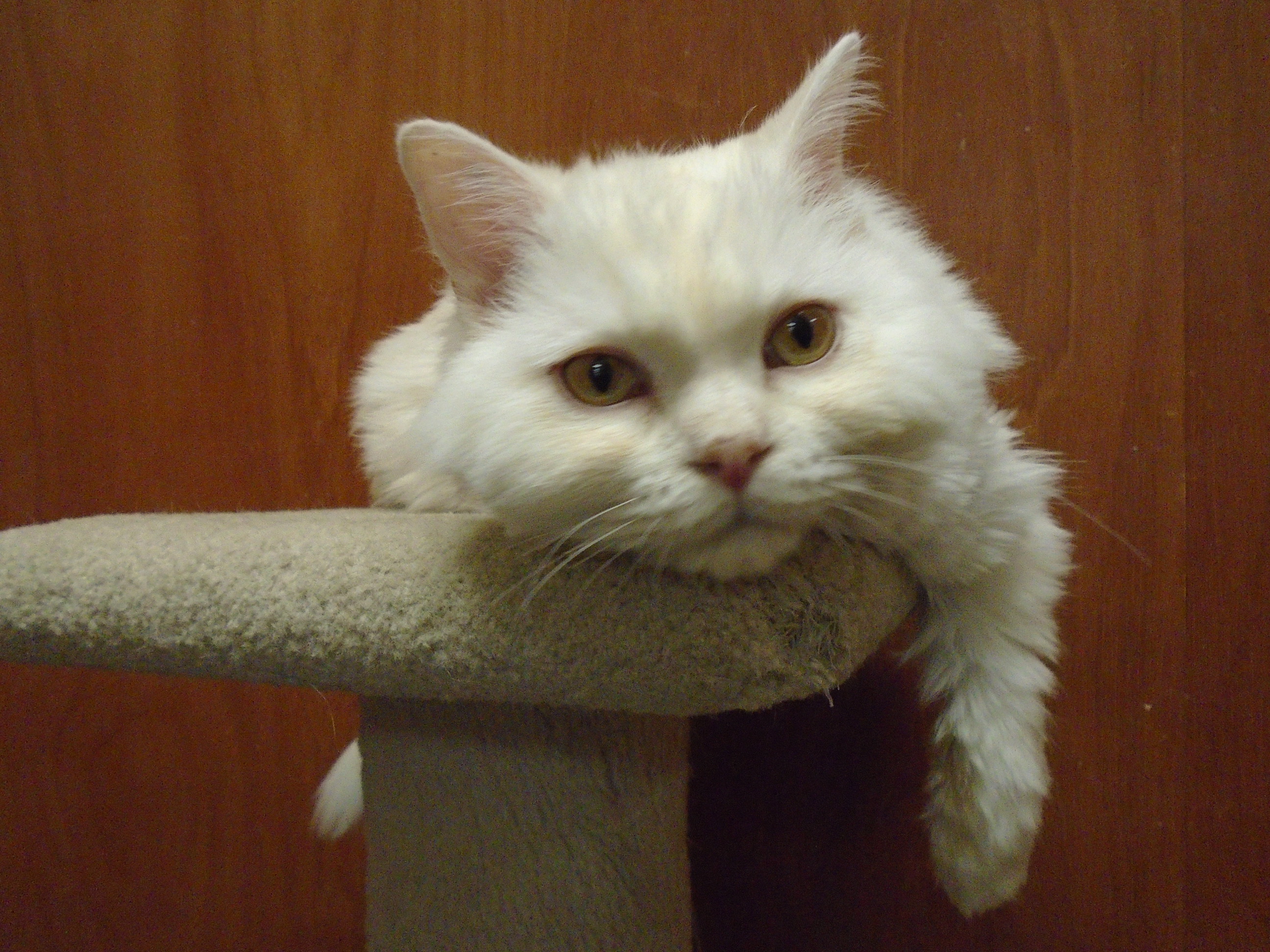 Johnny and Frankie, a Adoptable Persian in Scarborough, ON image 1/3