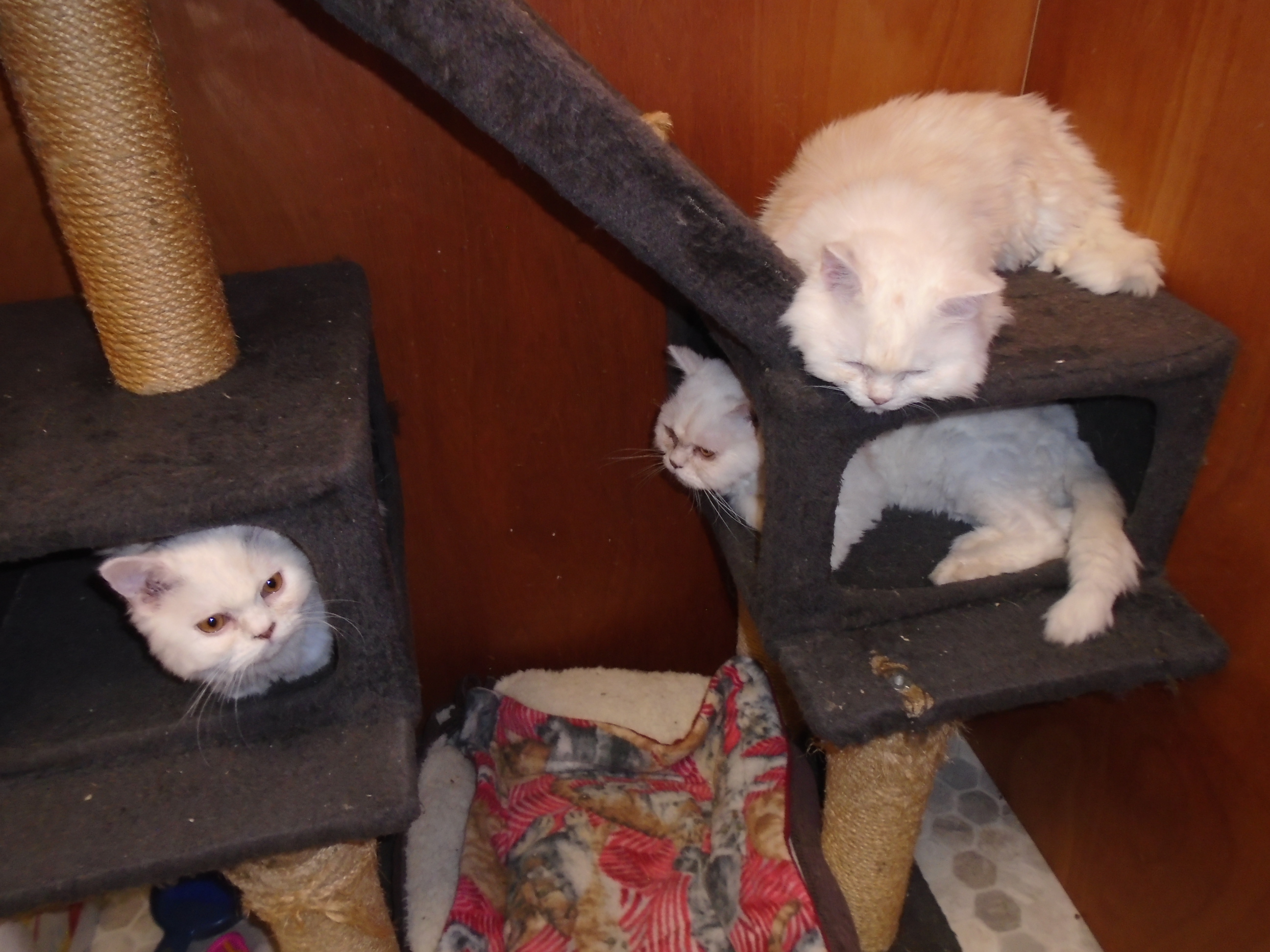 Johnny and Frankie, a Adoptable Persian in Scarborough, ON image 2/3