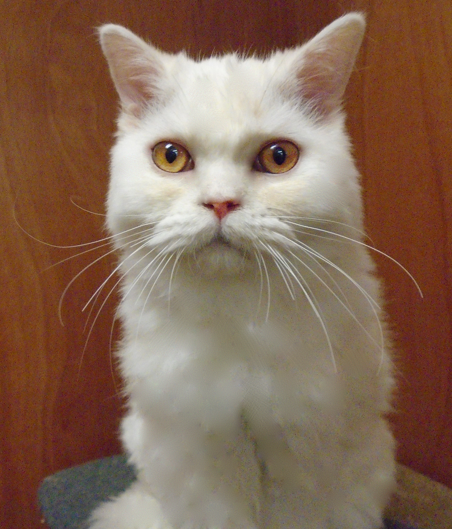 Johnny and Frankie, a Adoptable Persian in Scarborough, ON image 3/3