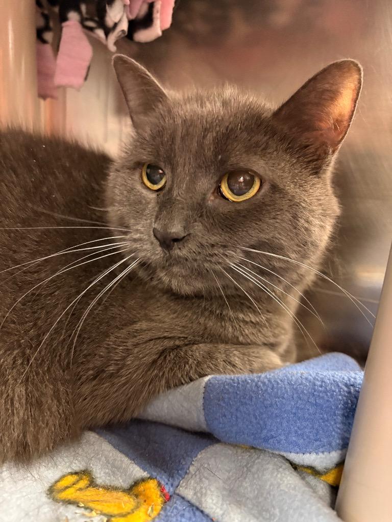 Ava, Adoptable, Senior Female Domestic Short Hair.
