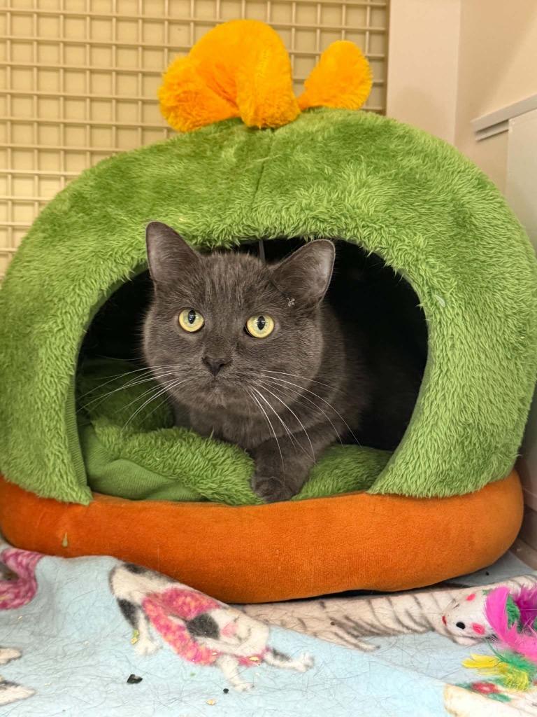 Ava, Adoptable, Senior Female Domestic Short Hair.