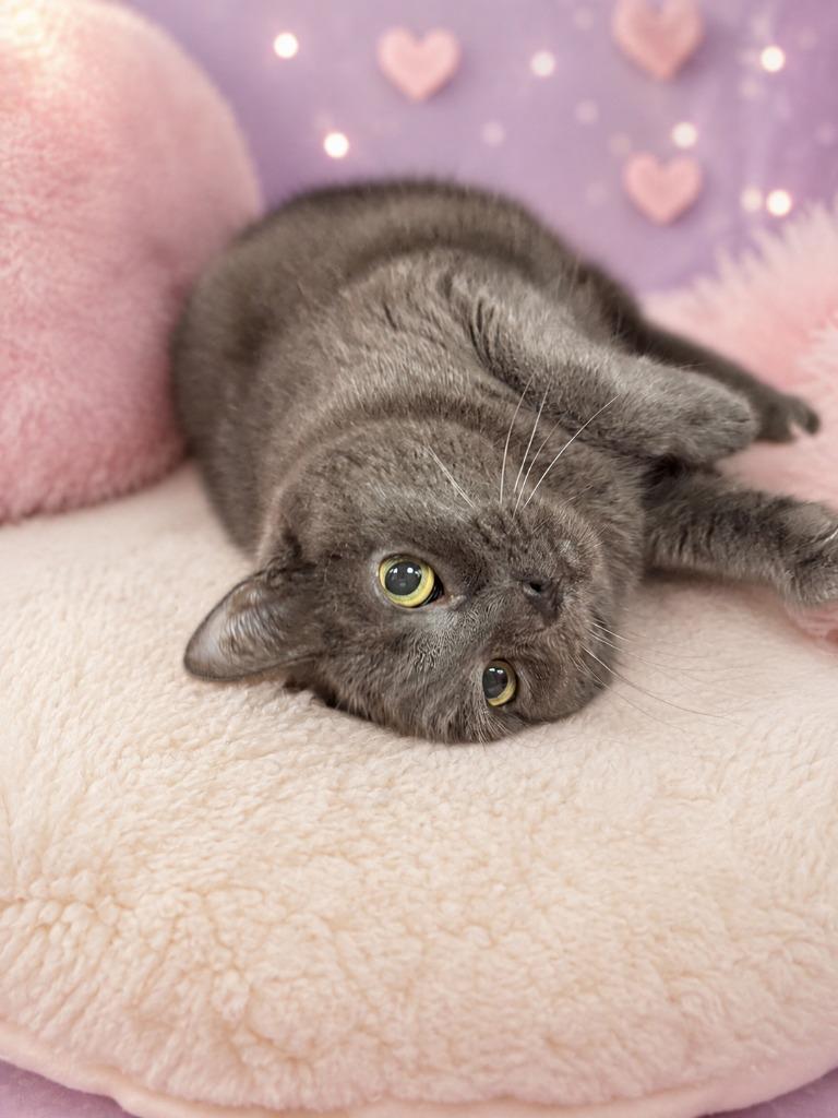 Enlarge Ava, a Adoptable mixed breed in Detroit, MI image 5/6