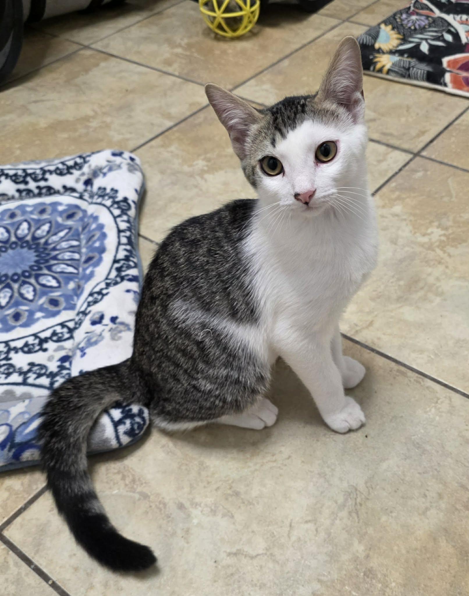 Enlarge Herbie, a Adoptable mixed breed in Litchfield Park, AZ image 3/5
