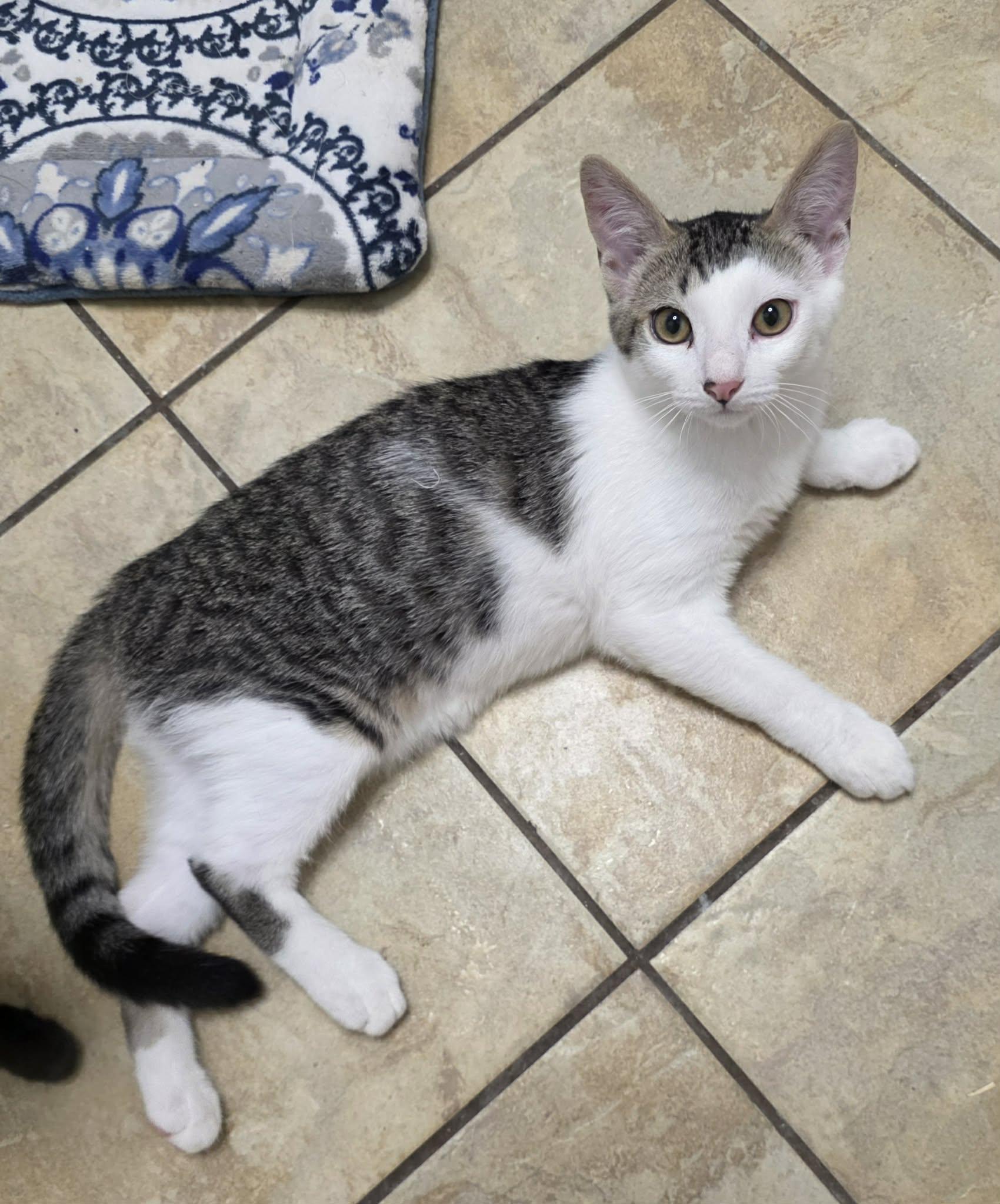 Enlarge Herbie, a Adoptable mixed breed in Litchfield Park, AZ image 2/5
