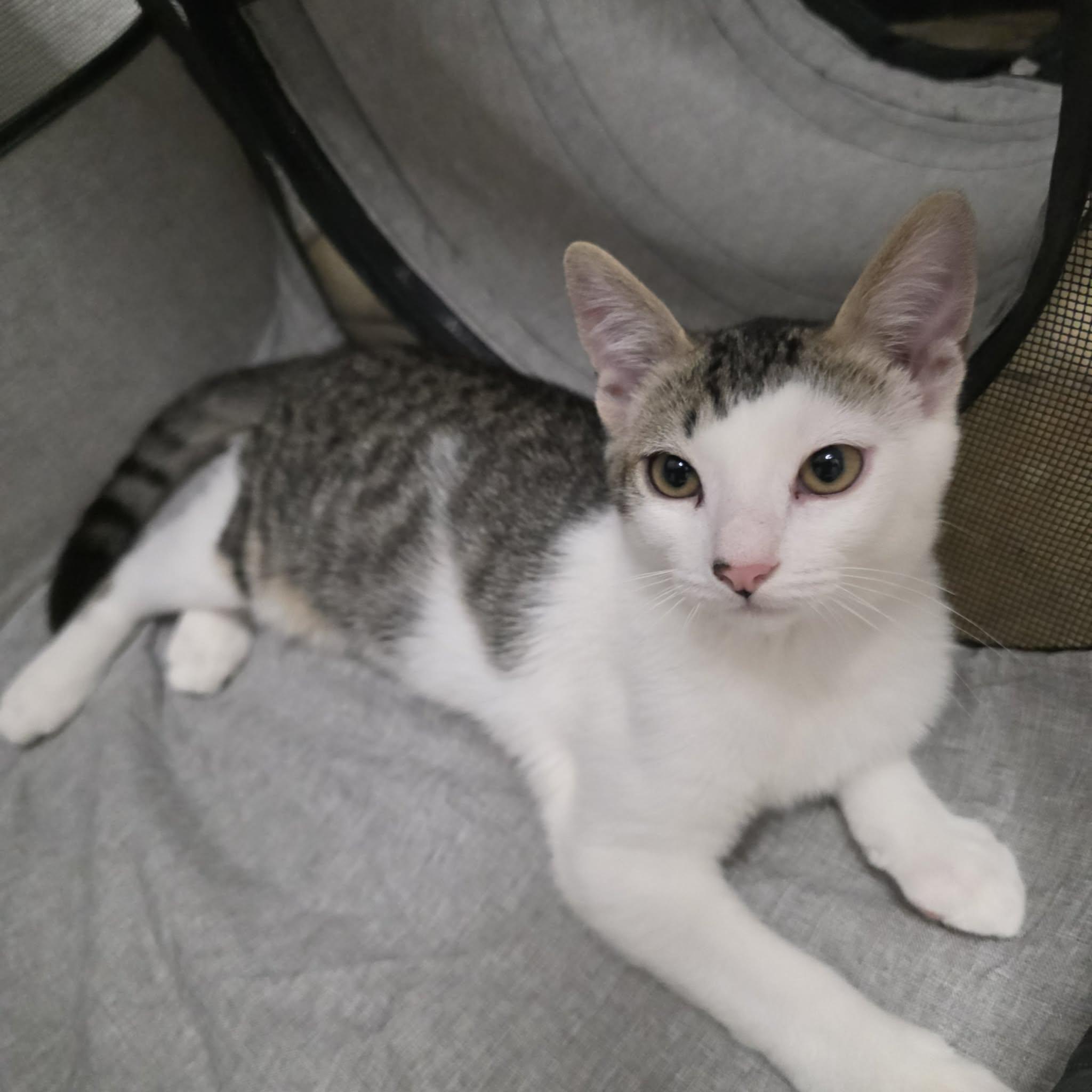 Enlarge Herbie, a Adoptable mixed breed in Litchfield Park, AZ image 4/5