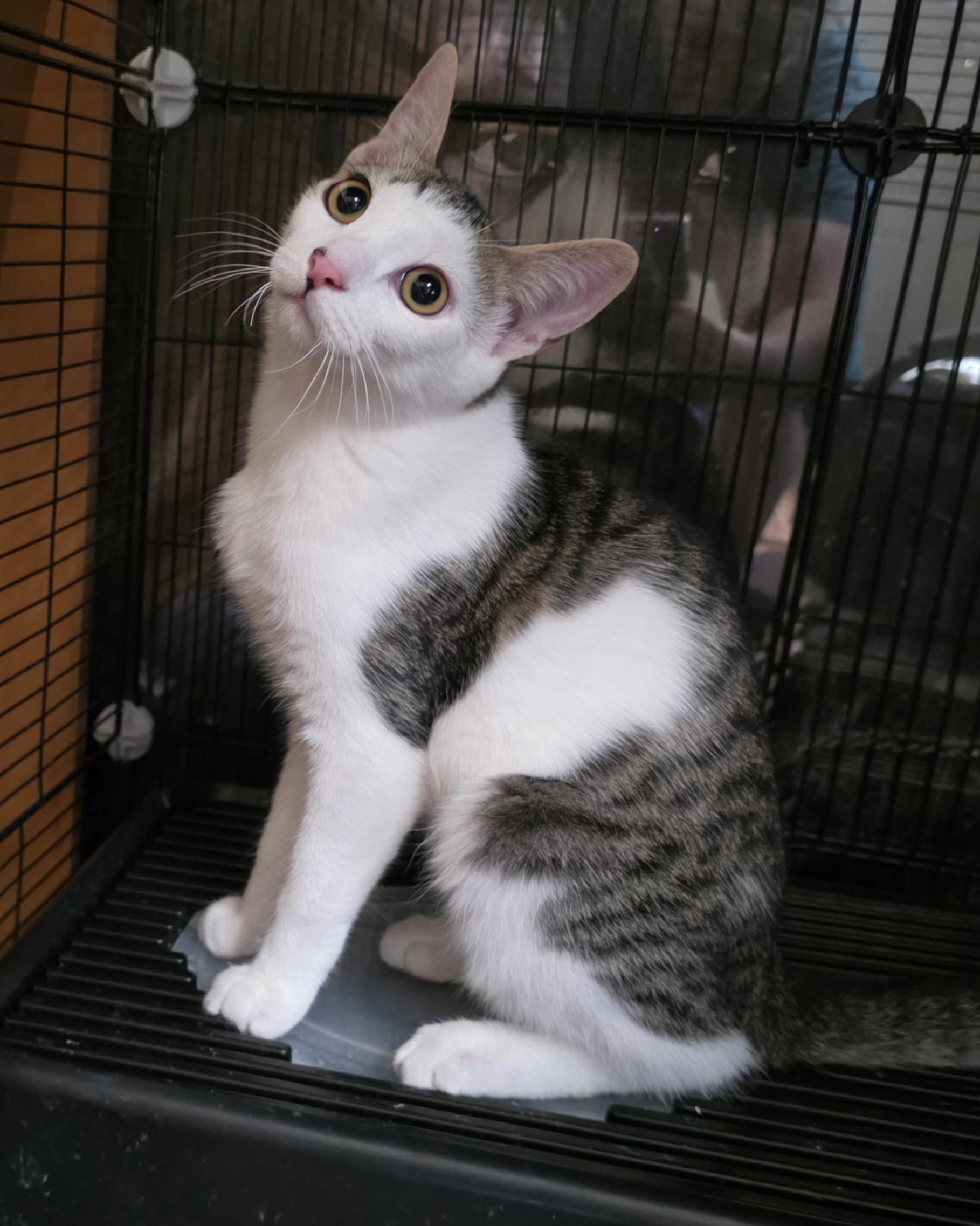 Herbie, Adoptable, Kitten Male Domestic Short Hair.