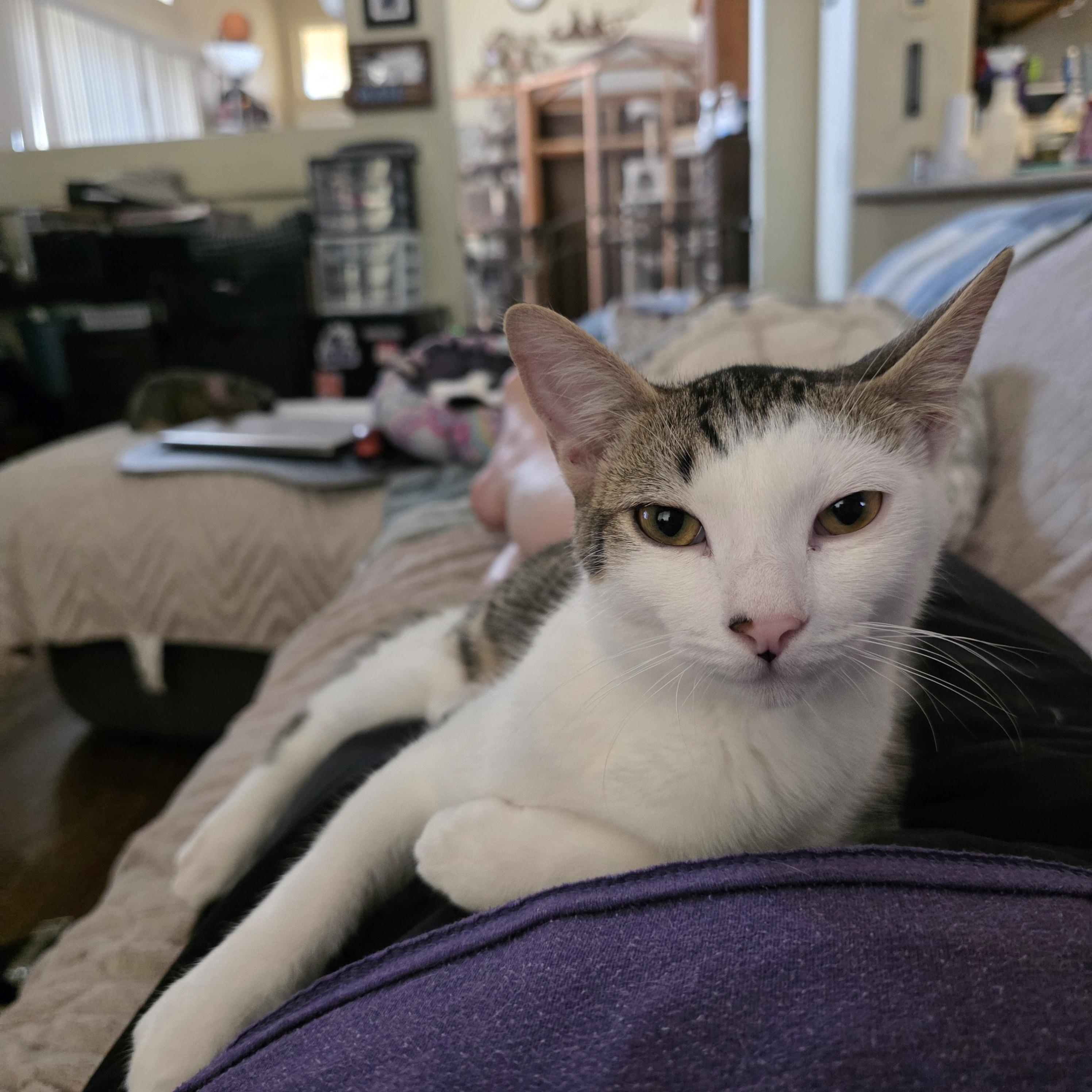 Enlarge Herbie, a Adoptable mixed breed in Litchfield Park, AZ image 5/5