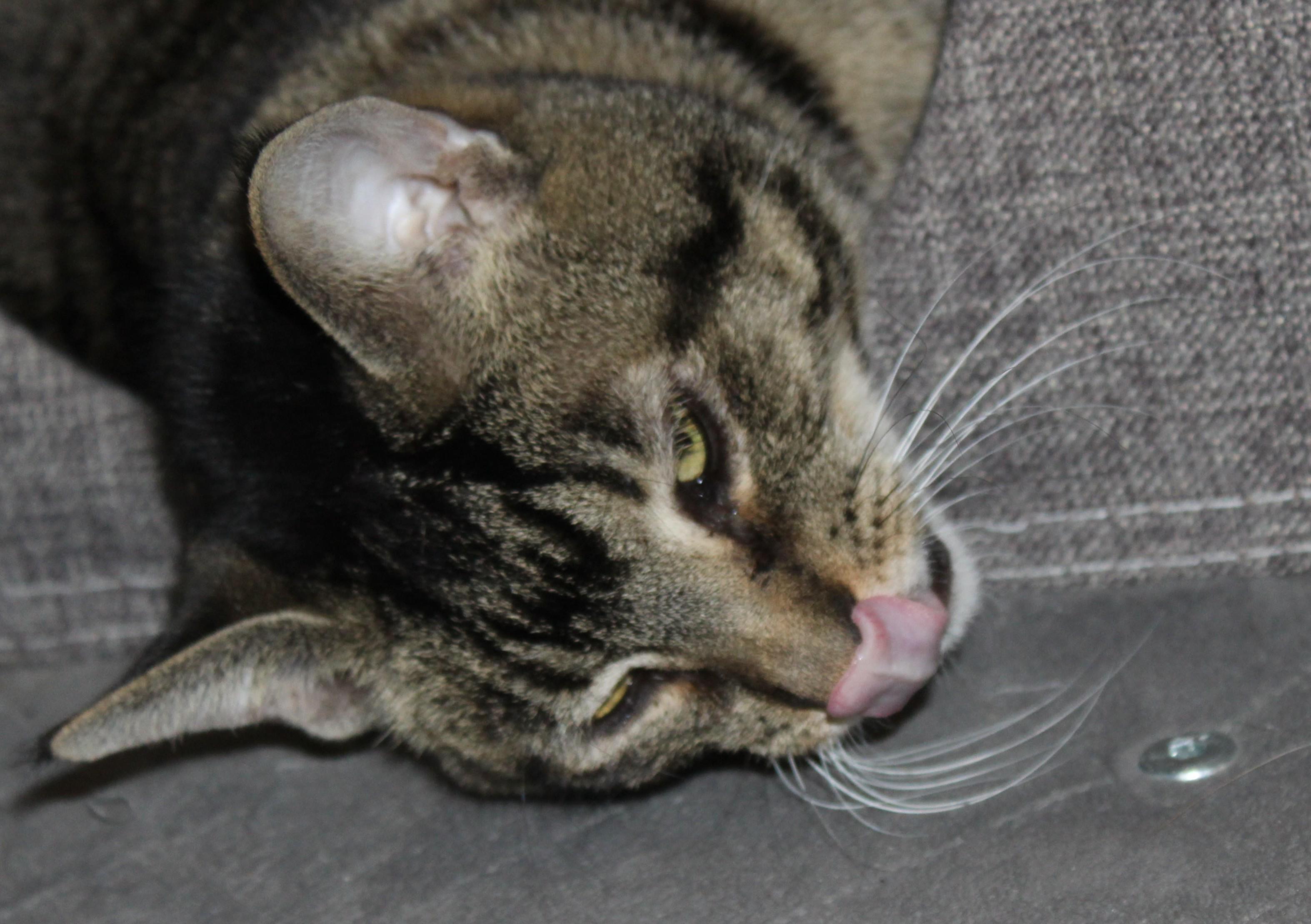 Dixon photo 3