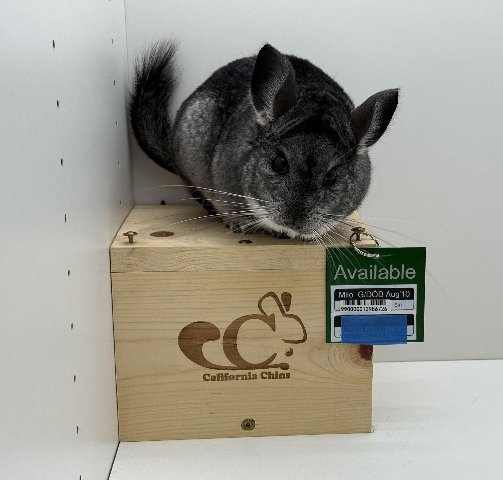 Milo, Adoptable, Senior Female Chinchilla.