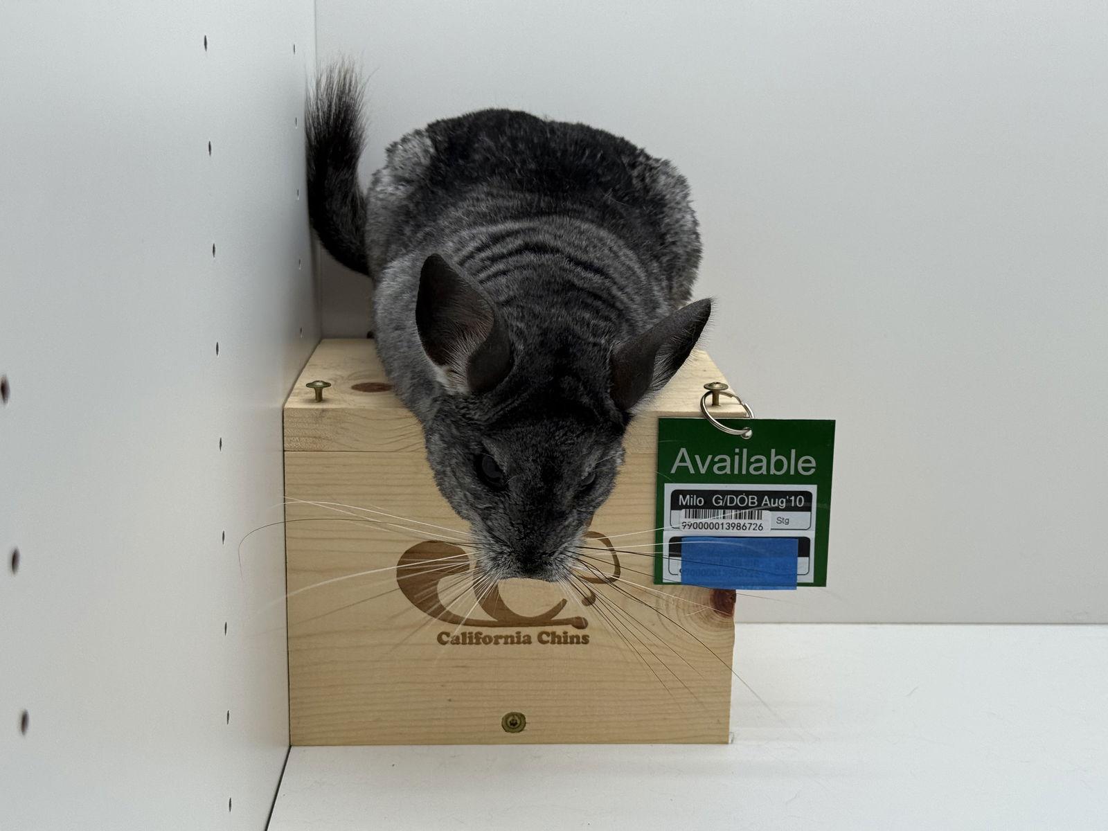 Enlarge Milo, a Adoptable Chinchilla in Sunnyvale, CA image 2/3