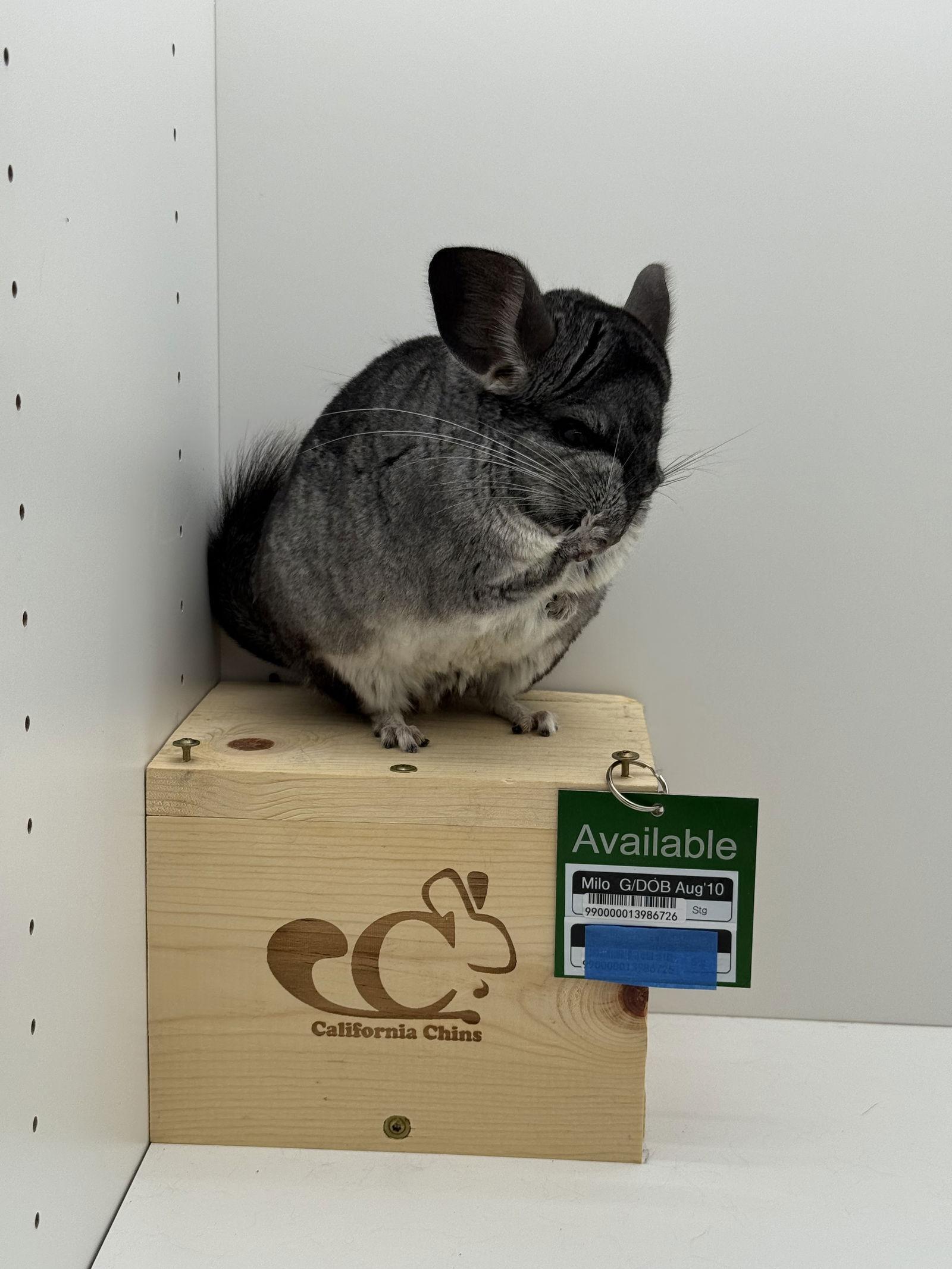 Enlarge Milo, a Adoptable Chinchilla in Sunnyvale, CA image 3/3