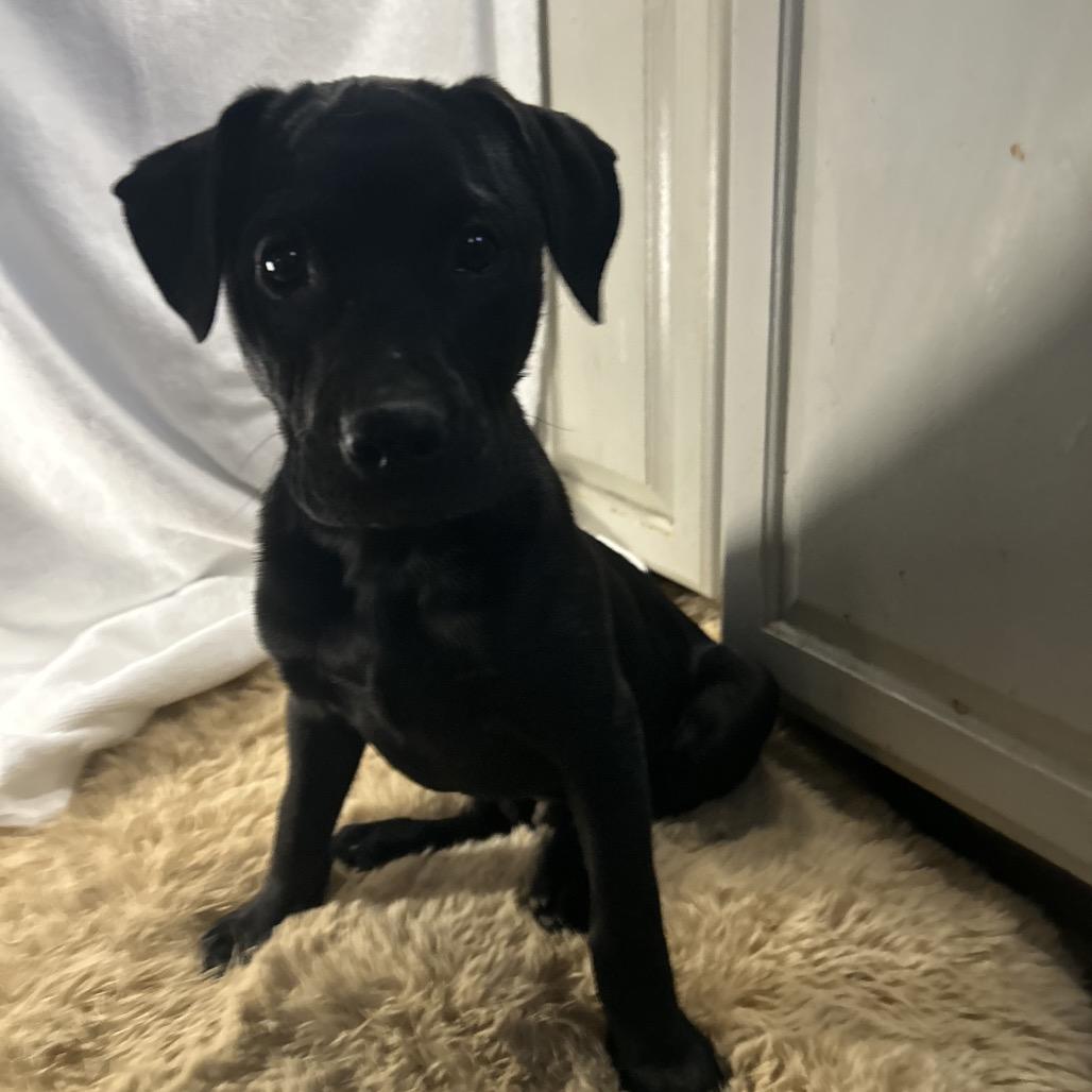 Enlarge Sean-Cian, a Adoptable mixed breed in Jarrettsville, MD image 1/6